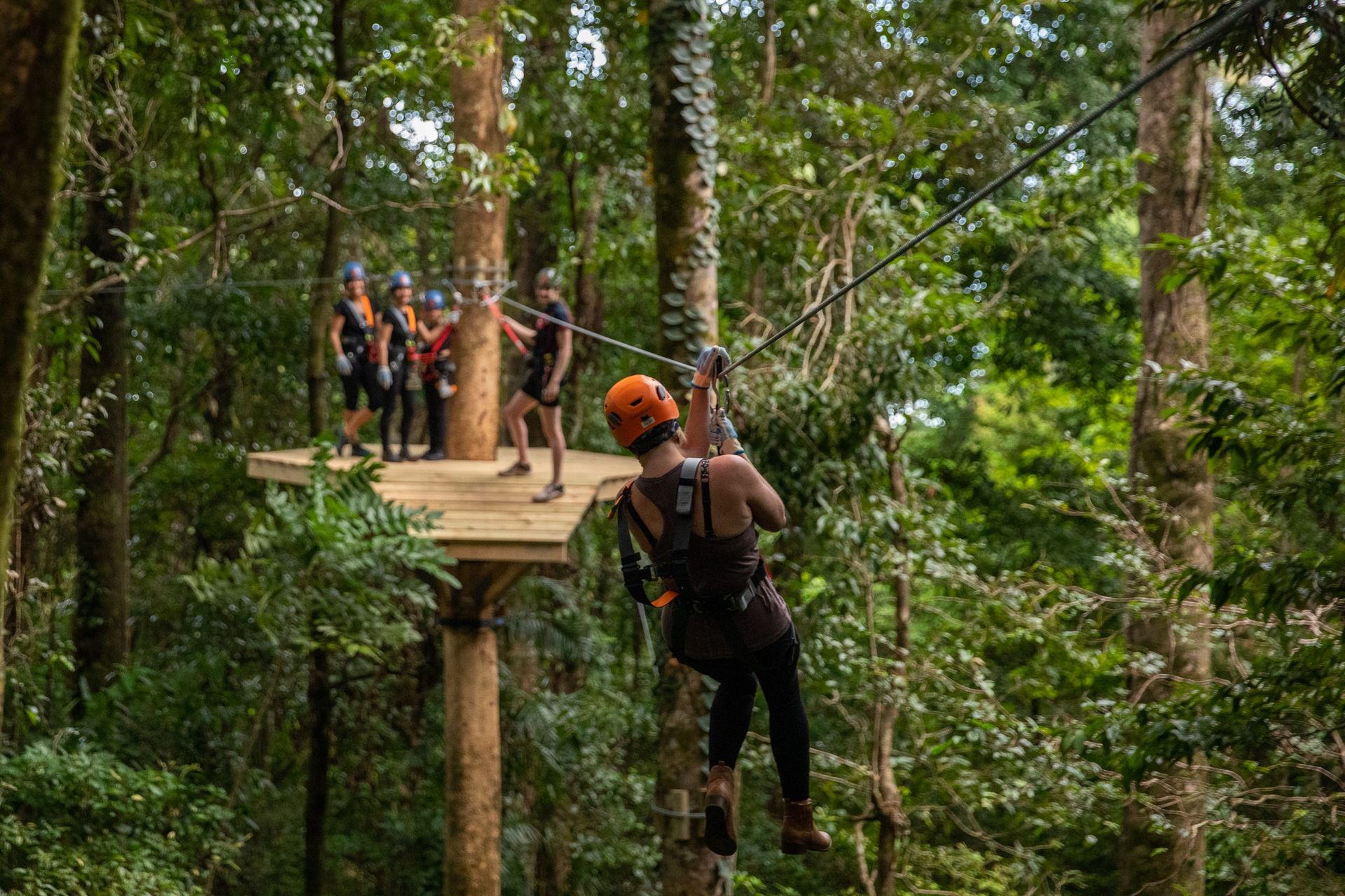 Visitor ziplining through tropical rainforest canopy on an eco-adventure experience in Tropical North Queensland.