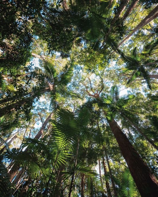 Looking up through the canopy of a lush Australian rainforest