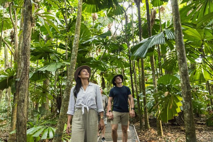 Visitors exploring the Daintree Rainforest beneath towering fan palms in Tropical North Queensland