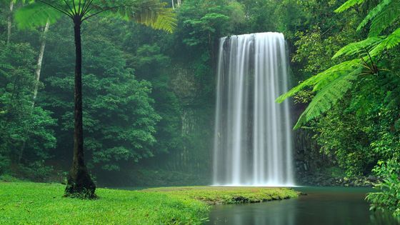 Waterfall surrounded by lush tropical rainforest in Tropical North Queensland