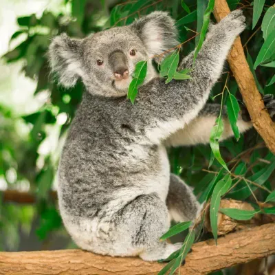 Koala bear sitting on a tree branch, eating eucalyptus leaves. Gray fur, brown eyes, and lush green foliage.