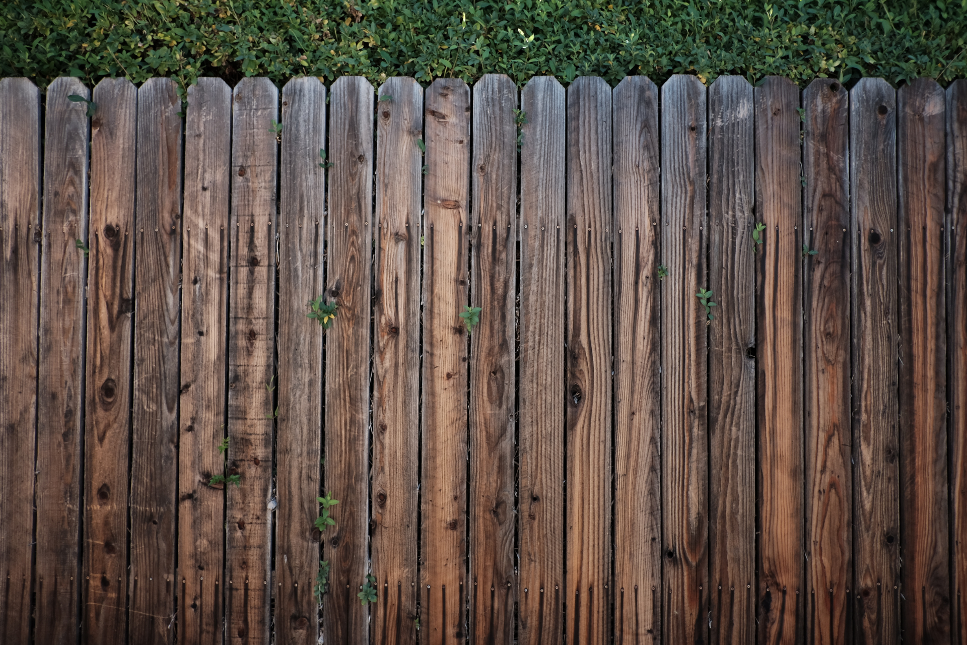 Weathered wooden fence with vertical planks and a few green vines peeking through gaps