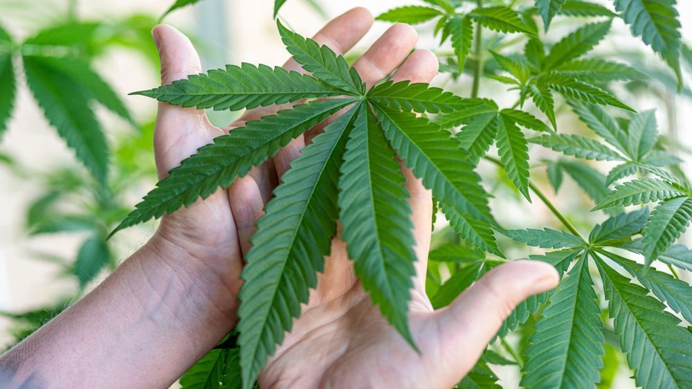 Cannabis leaf in the palm of a hand.