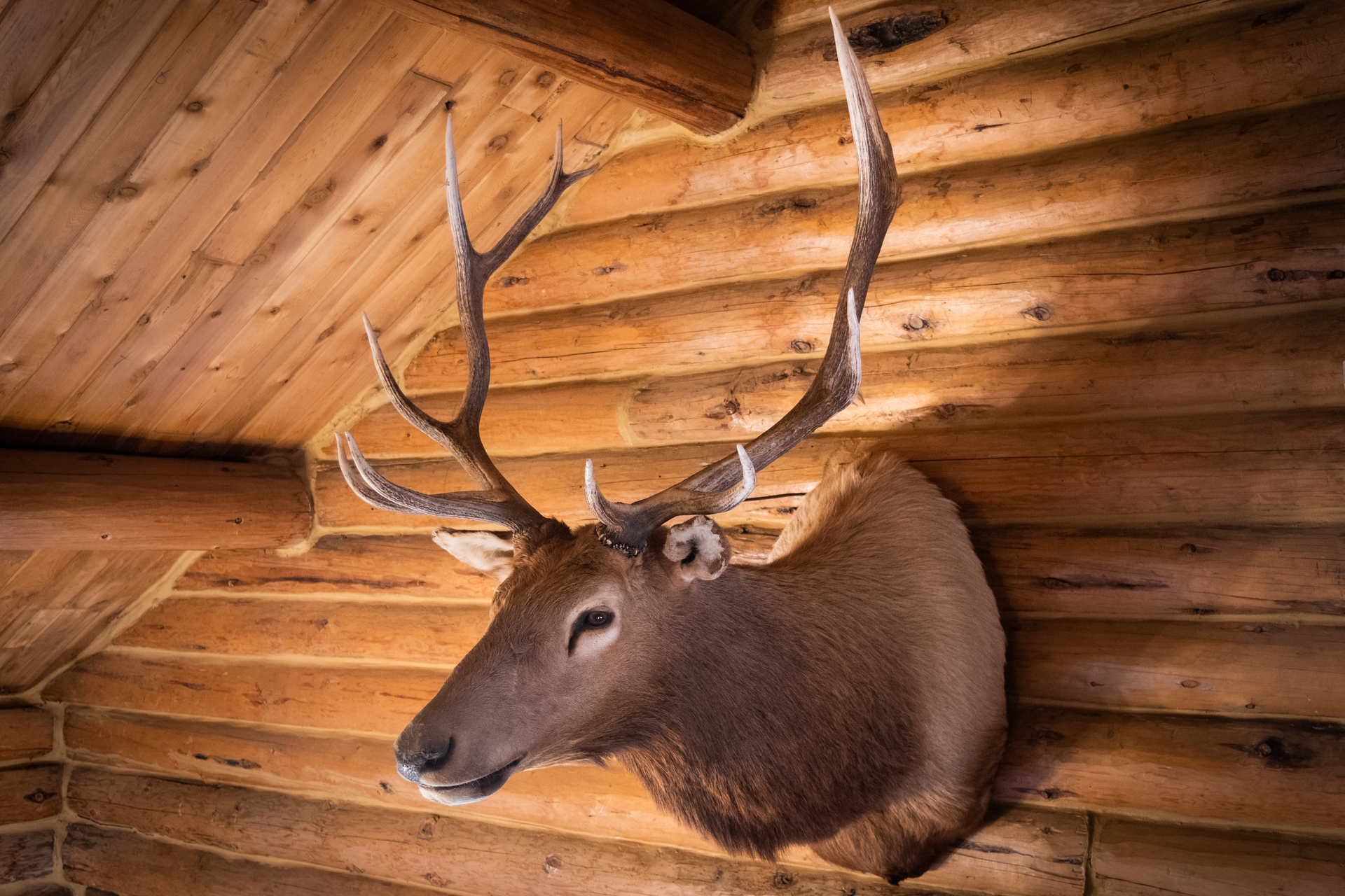 Elk taxidermy mount on a wood-paneled wall. The elk is brown with large antlers, displayed in a log cabin setting.