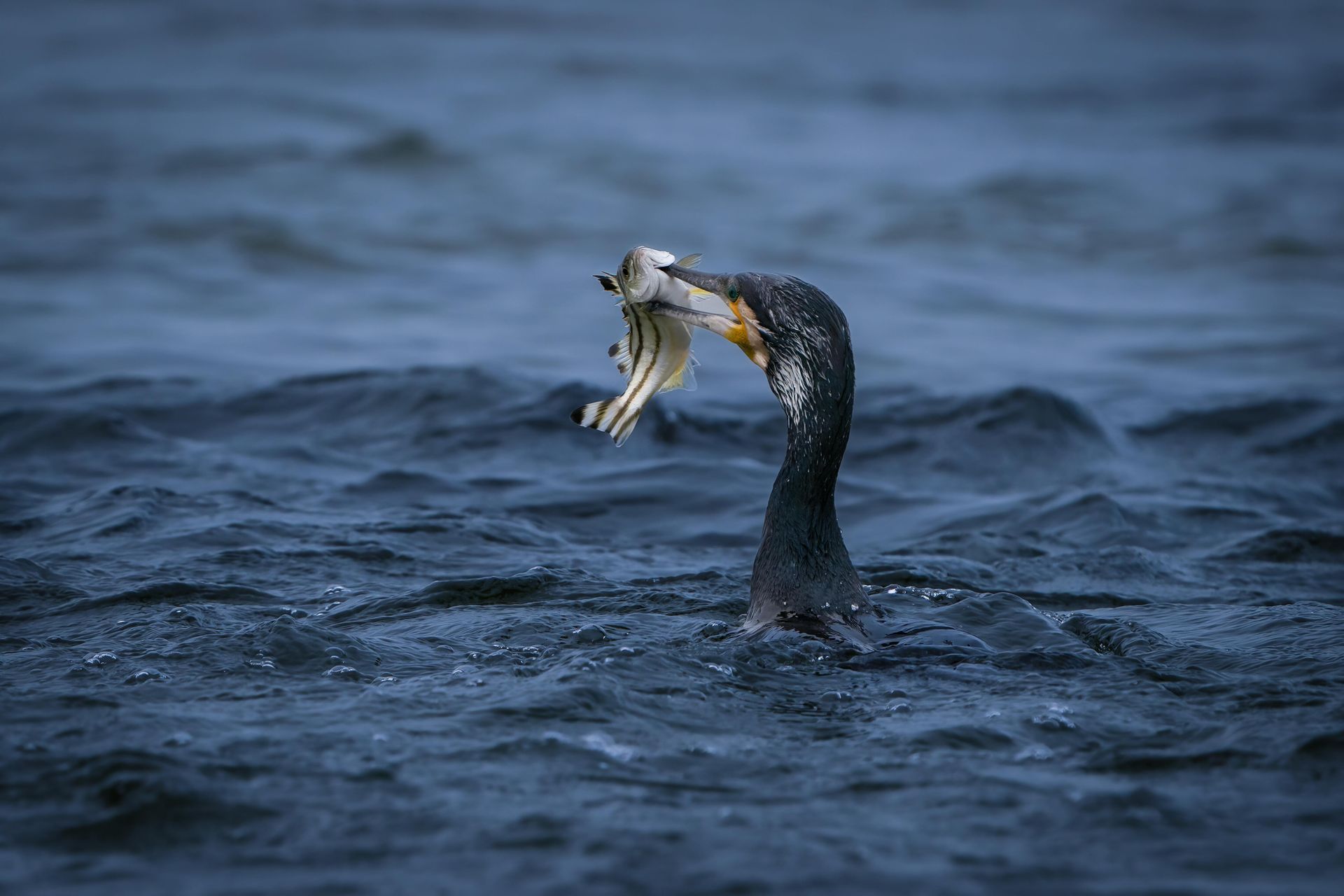 Cormorant with a fish in its beak emerges from dark water. 