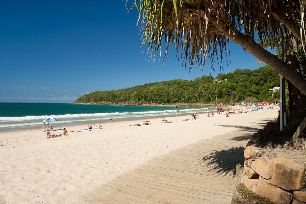 A Beach With A Palm Tree In The Foreground — Cross Cabinets In Noosa, QLD