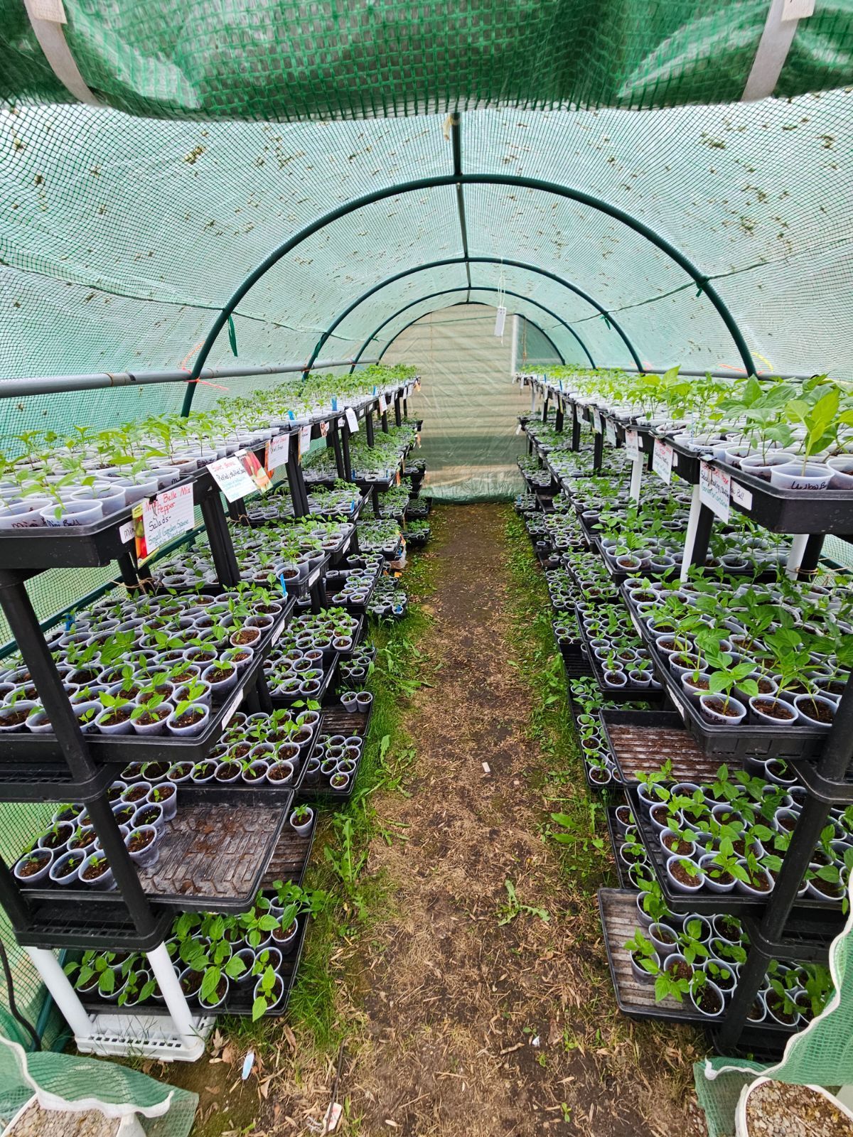 green house set up