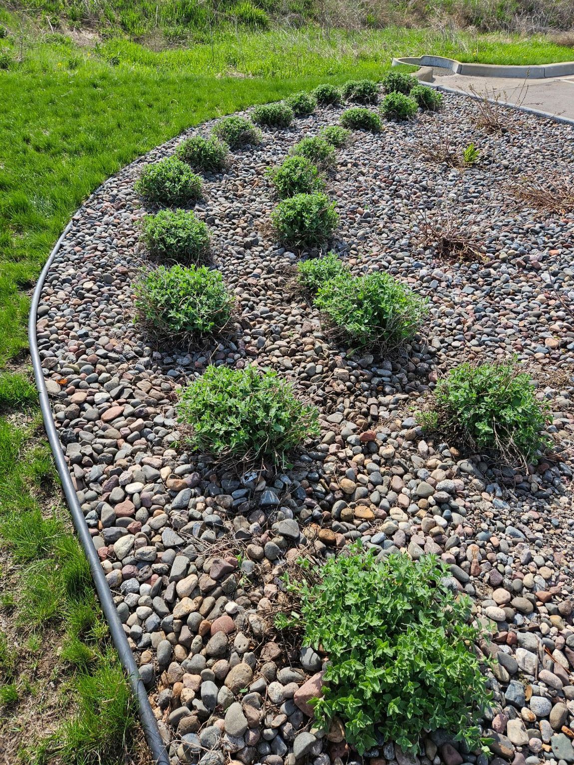 clean garden