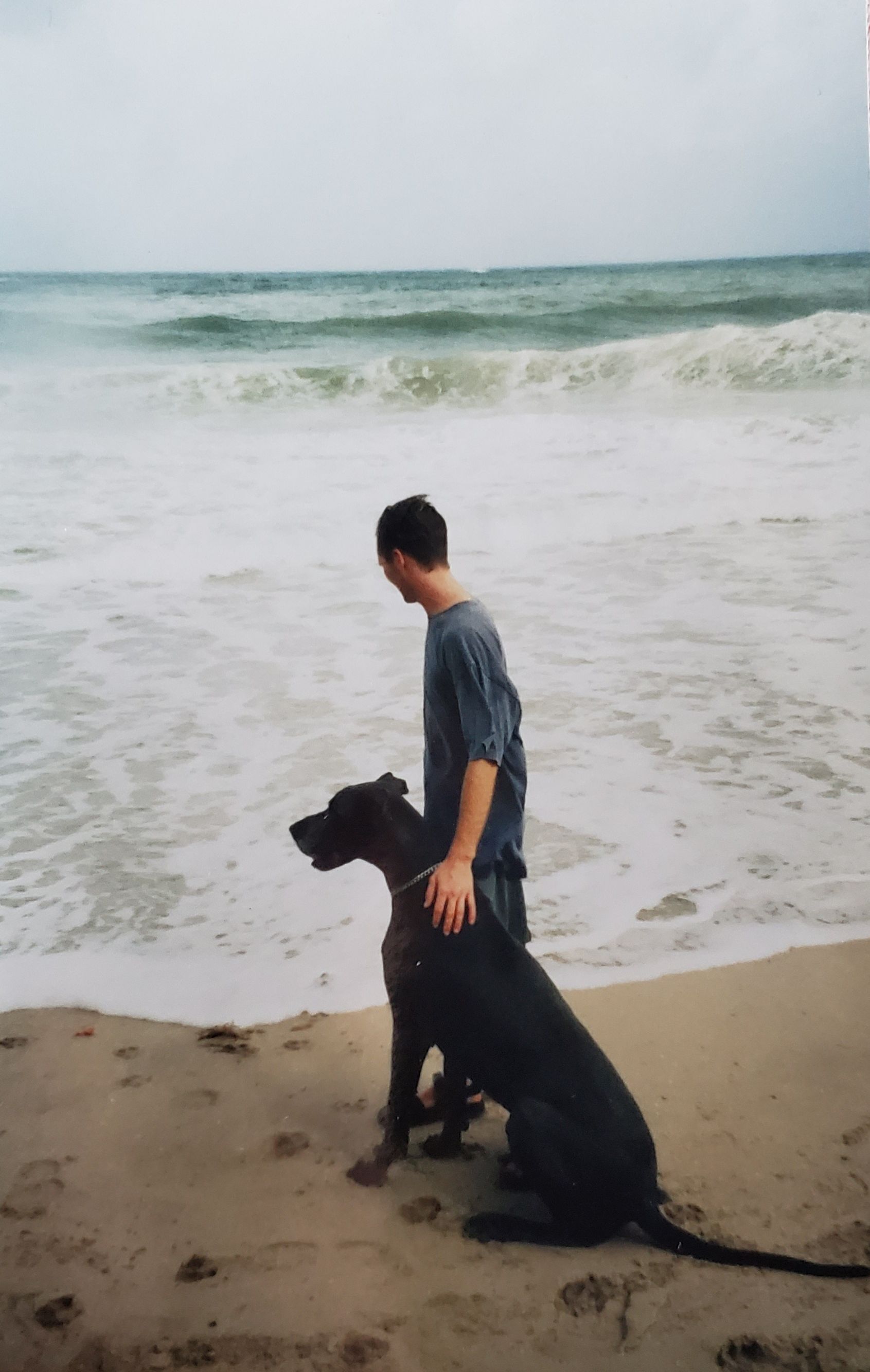 beach dog