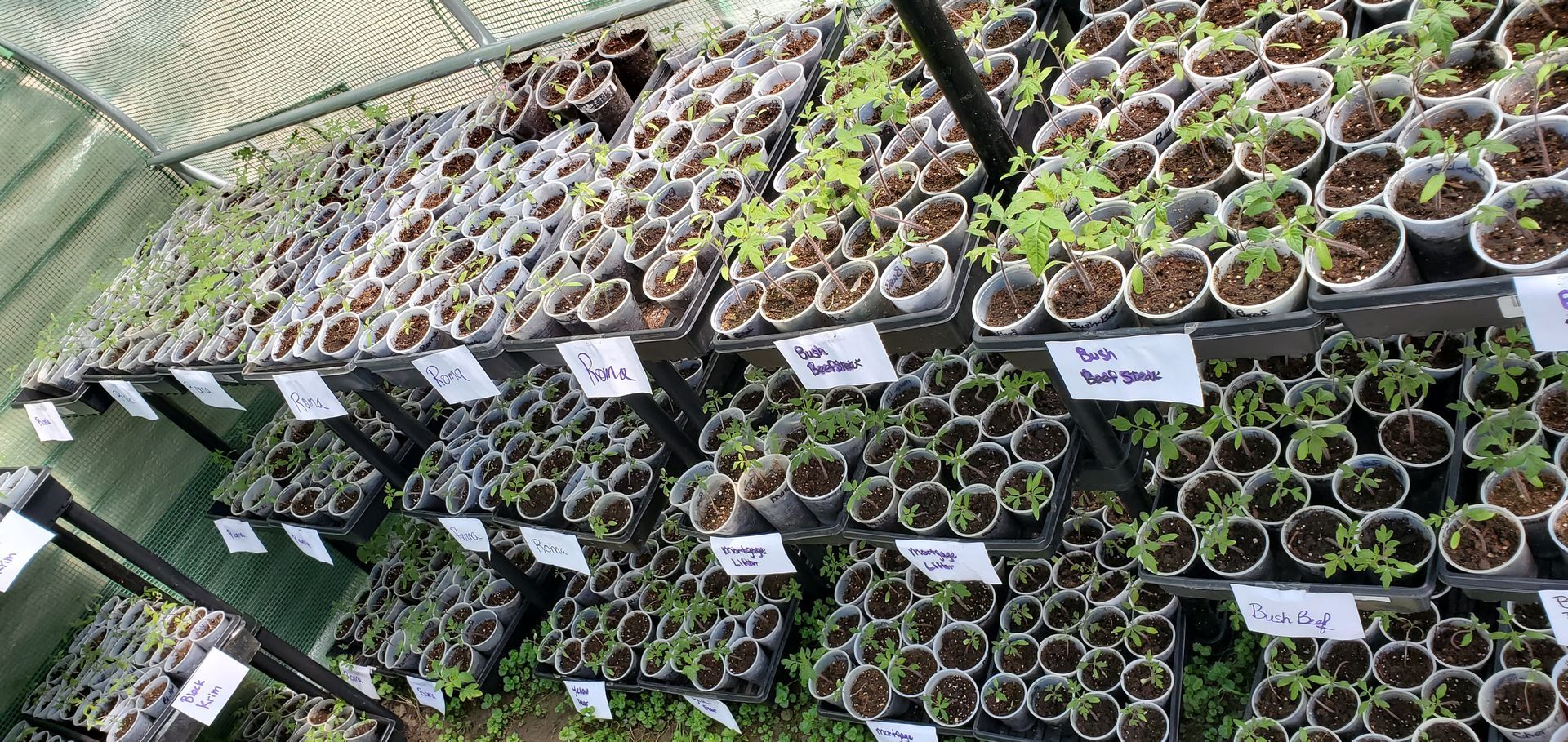 greenhouse 