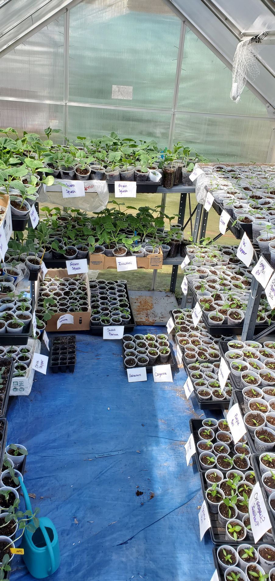 greenhouse growing
