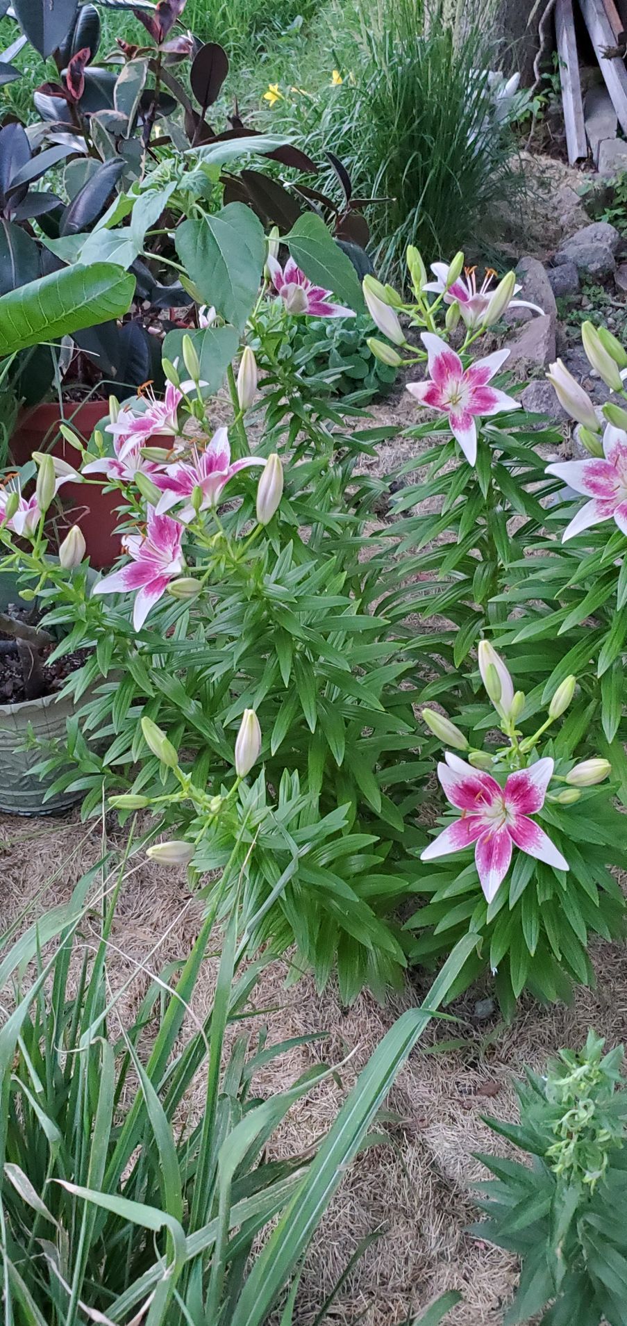 mulched flower beds