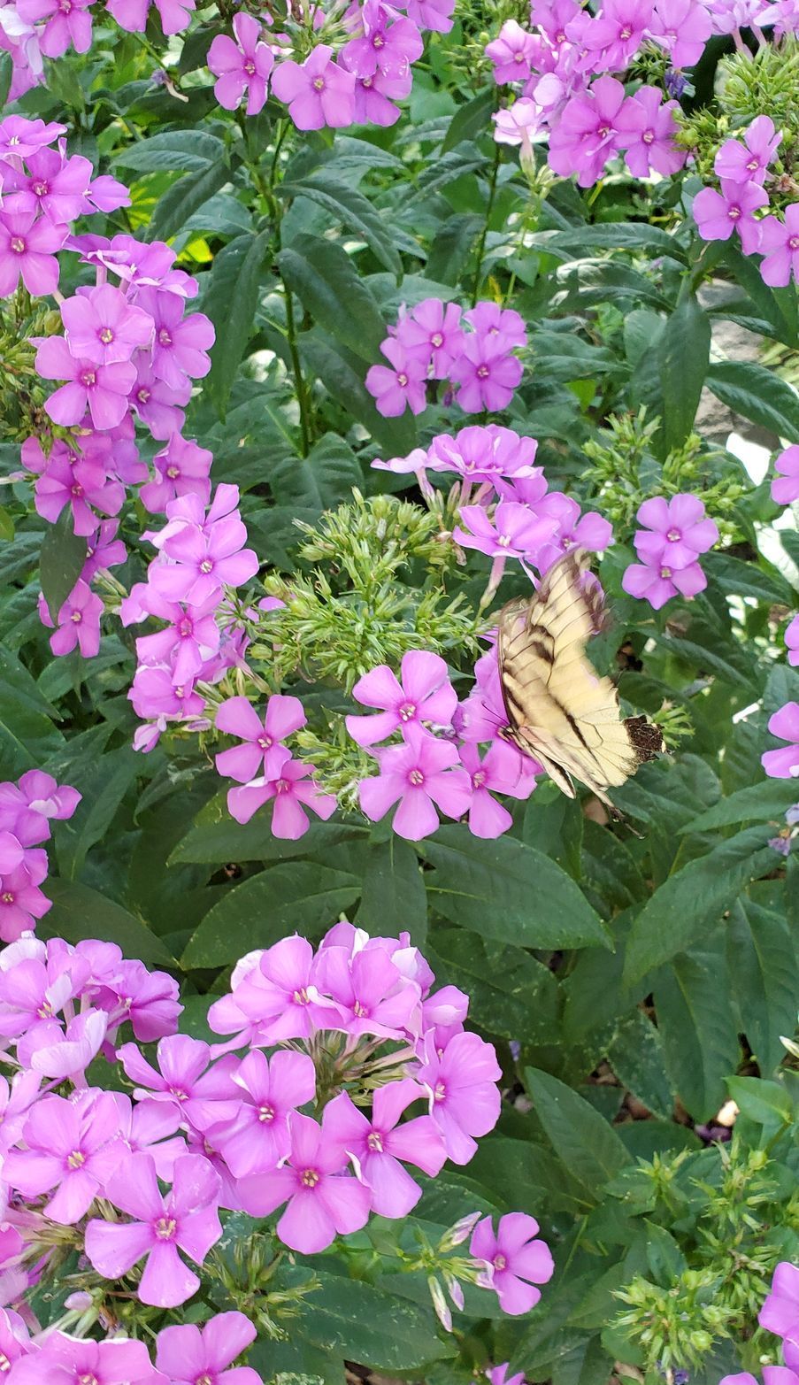 home flower design
