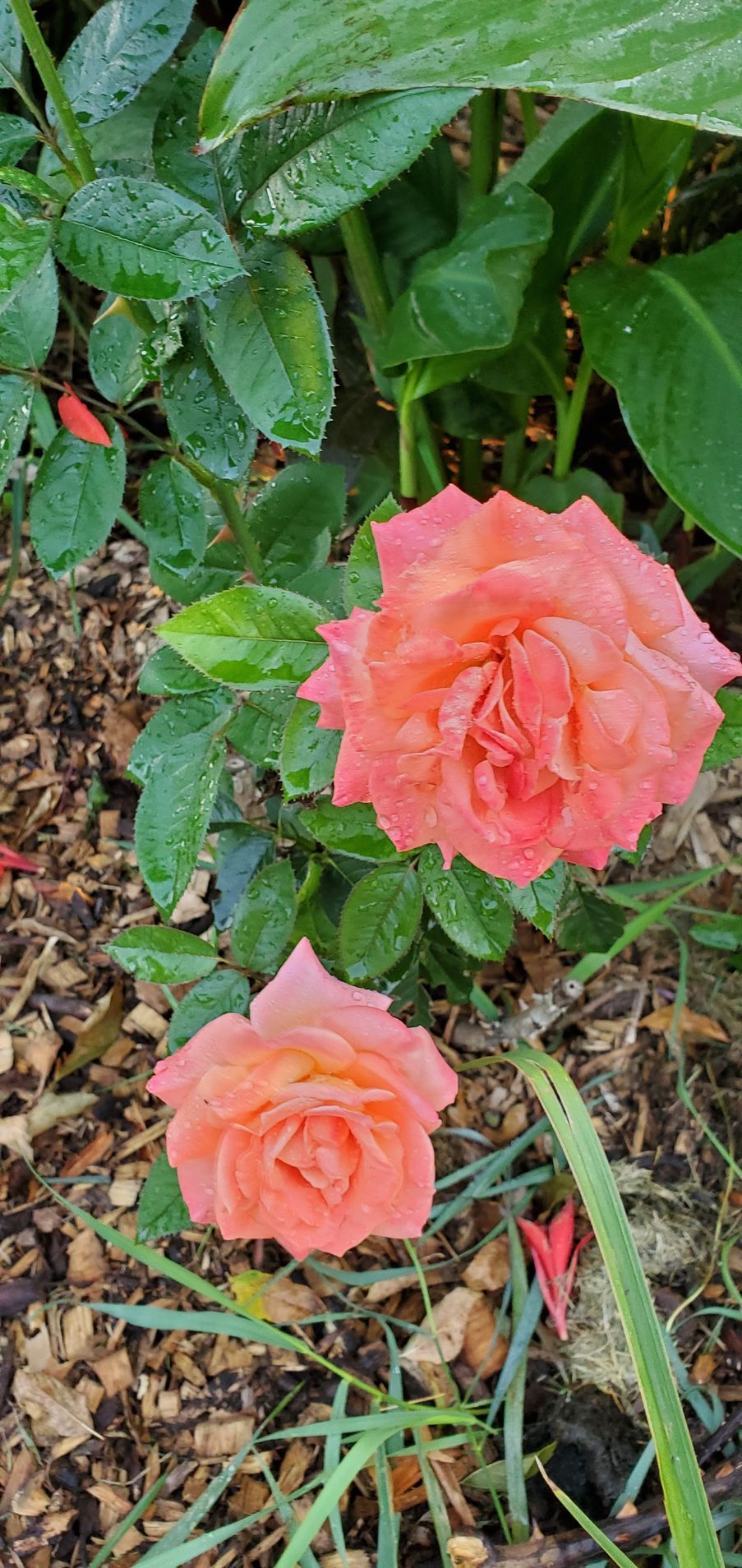 garden rose