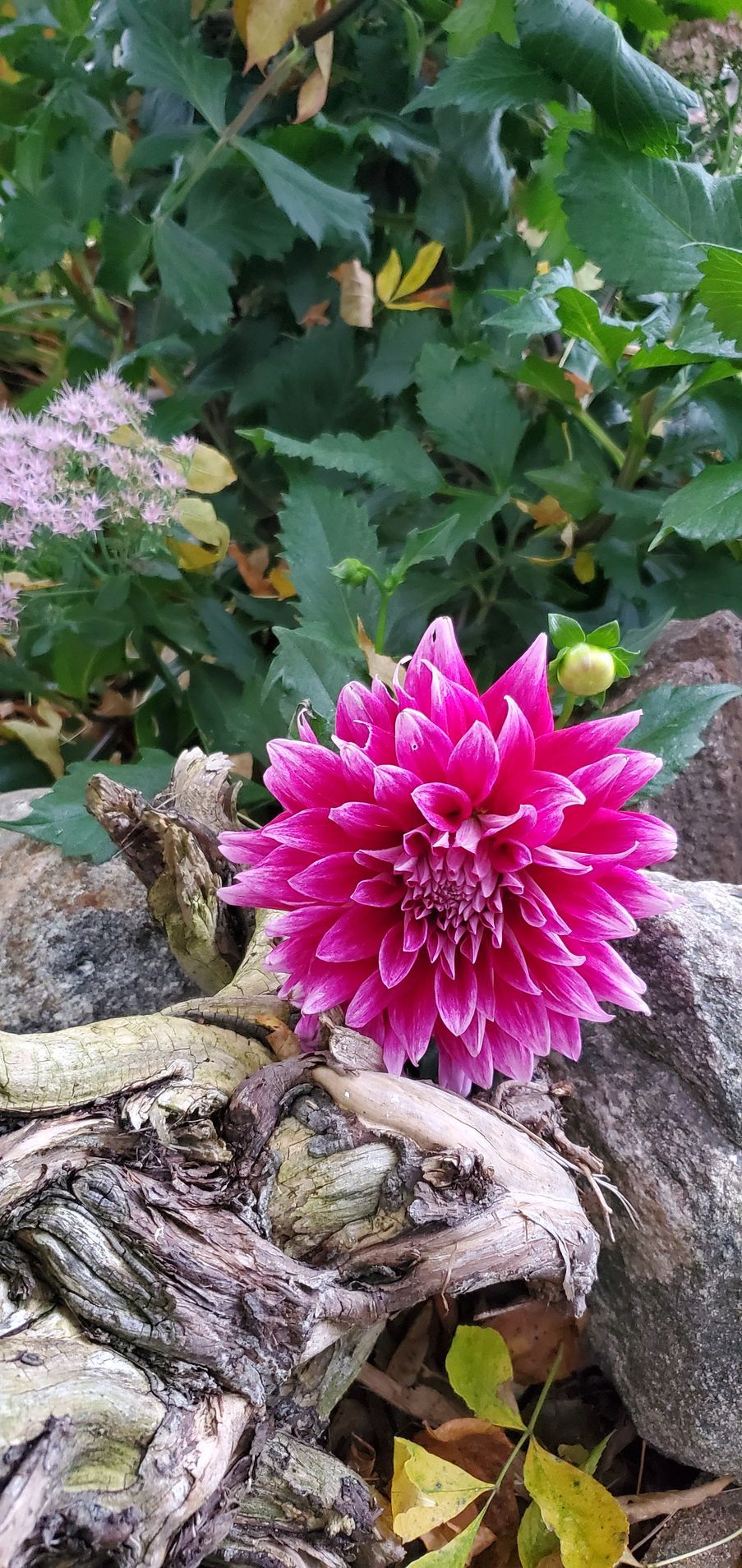 flower design