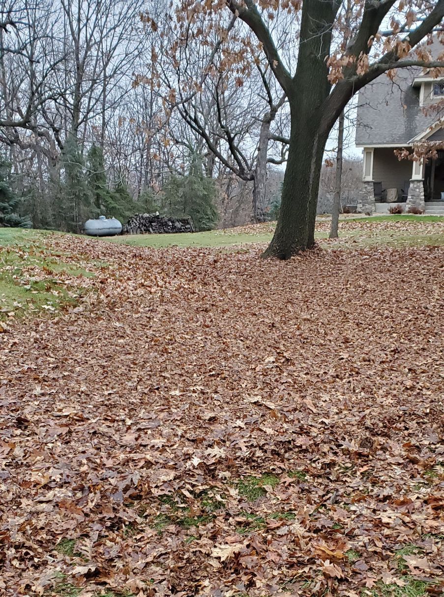 fall leaves