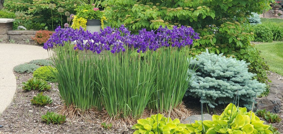 flower bed