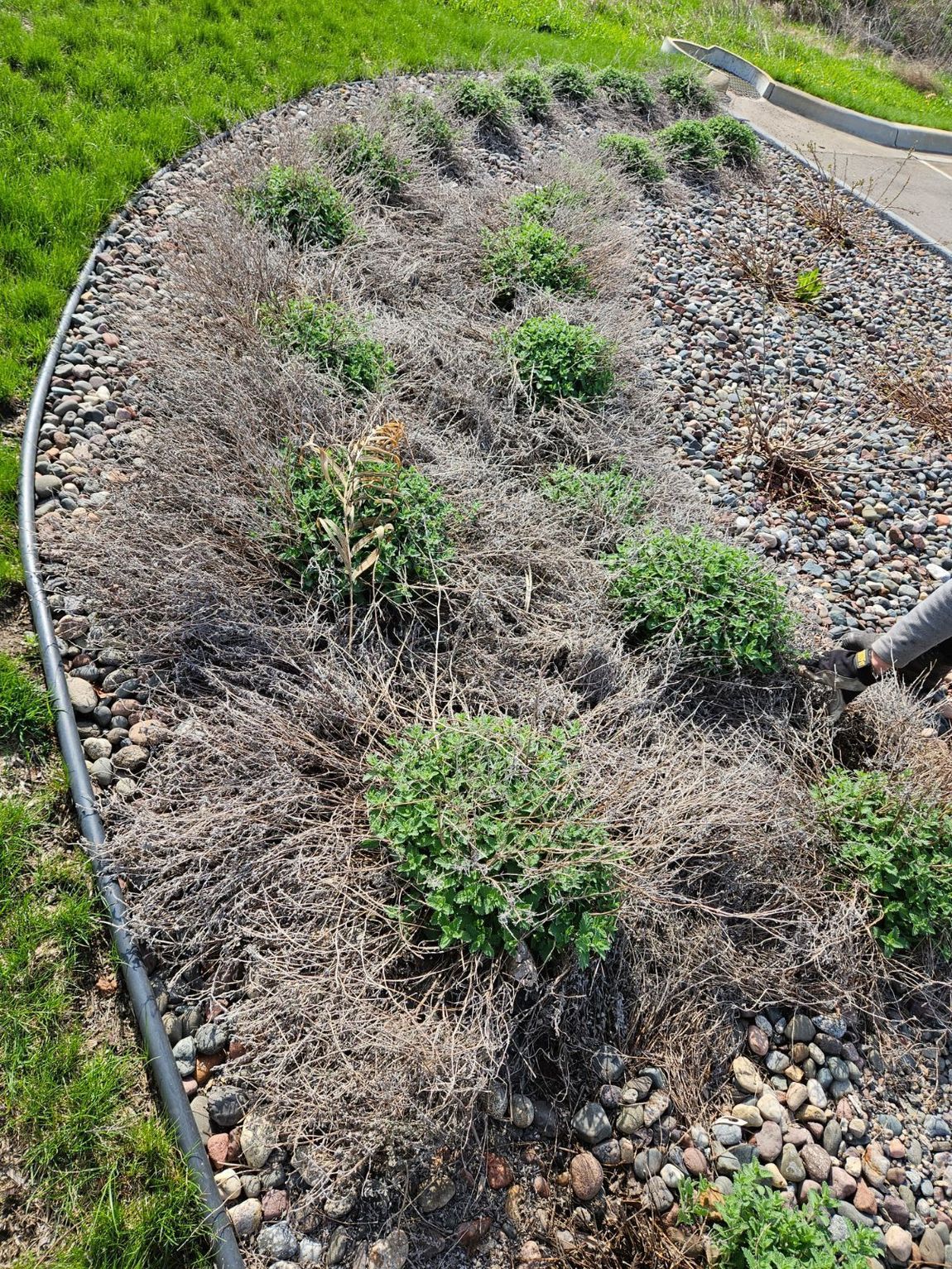 garden clean up