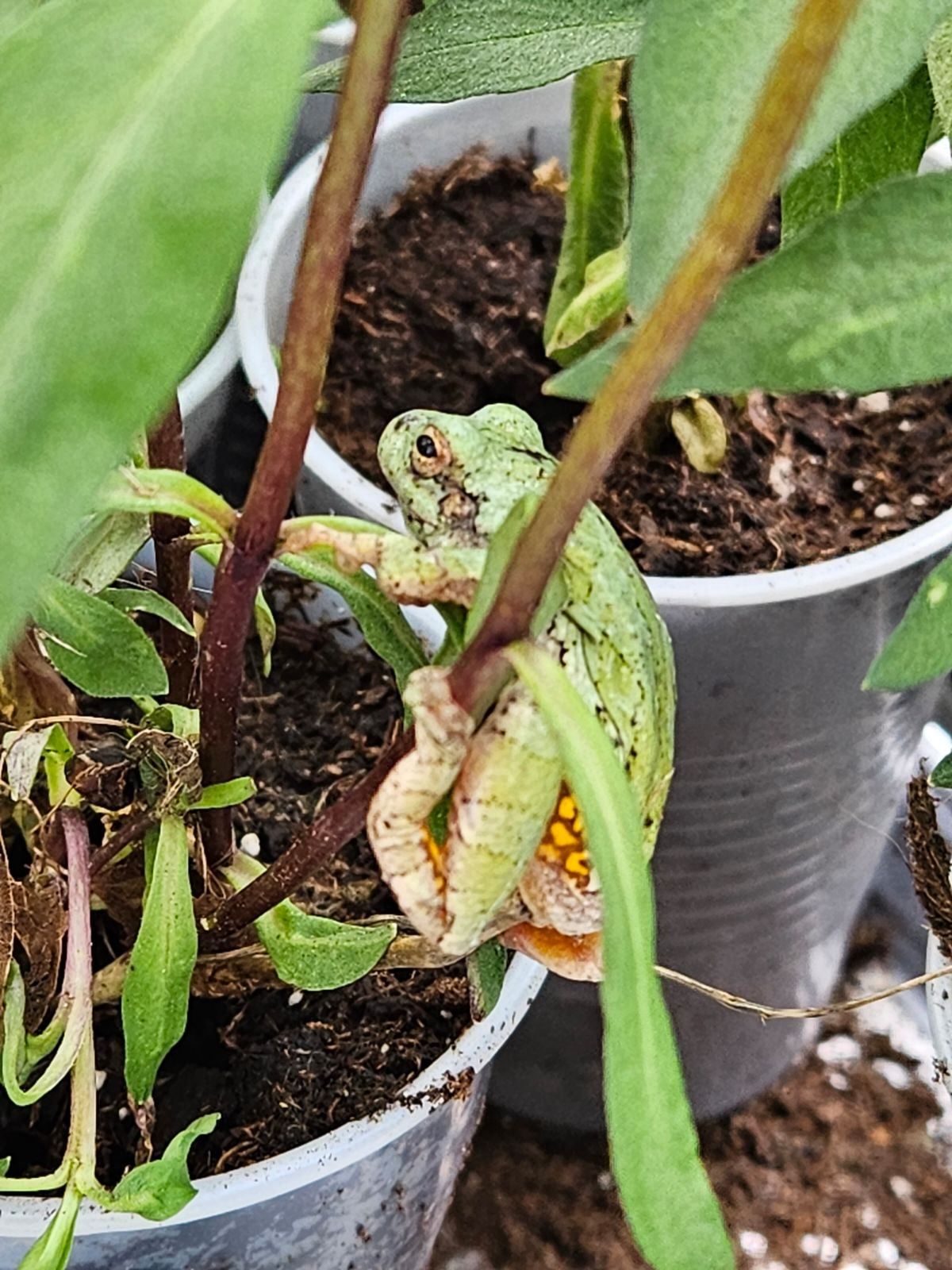 greenhouse frog