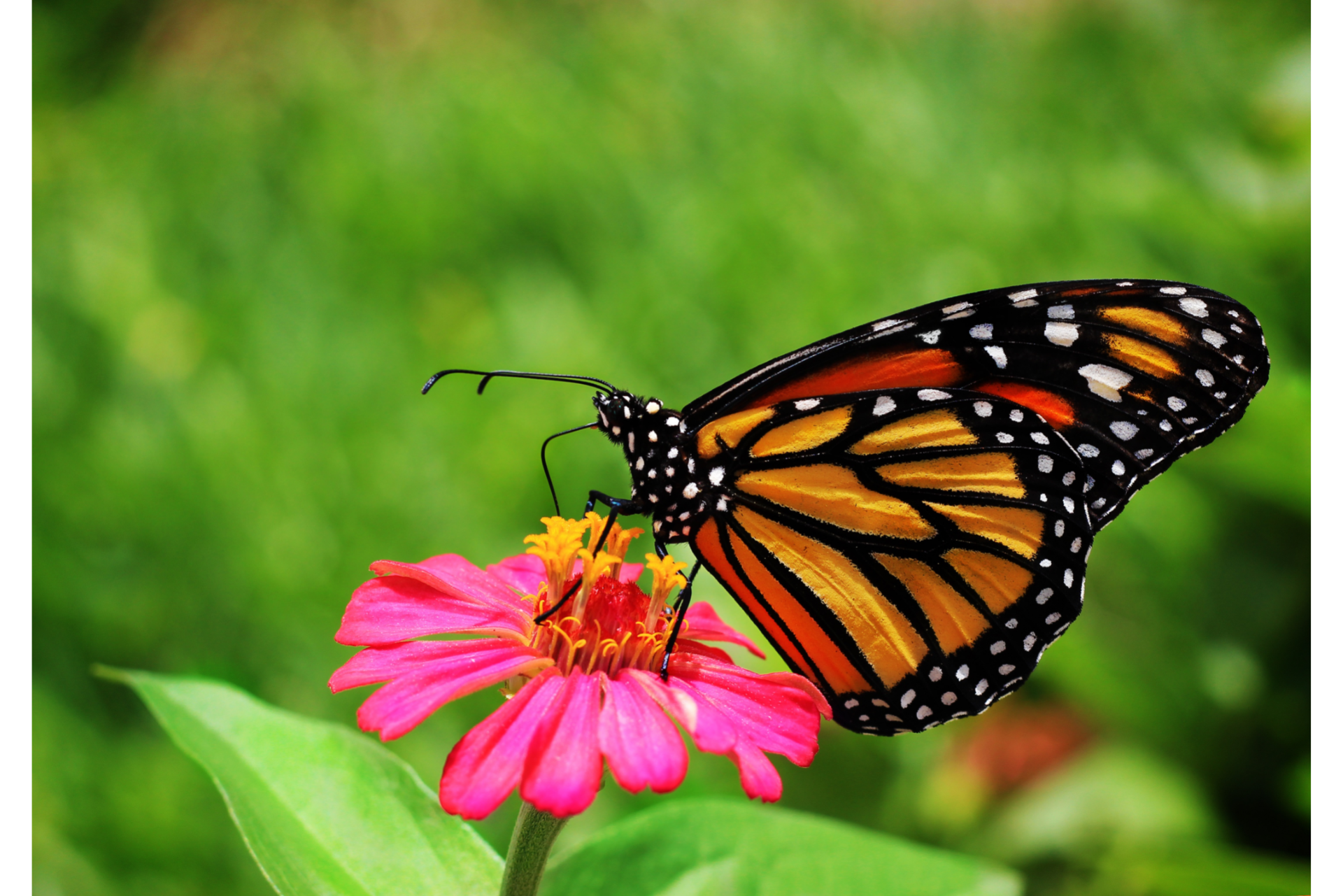 butterfly gardens