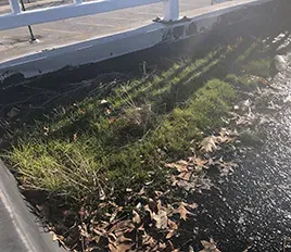 Grassy drainage strip beside a white railing and concrete curb, with sunlight and fallen leaves