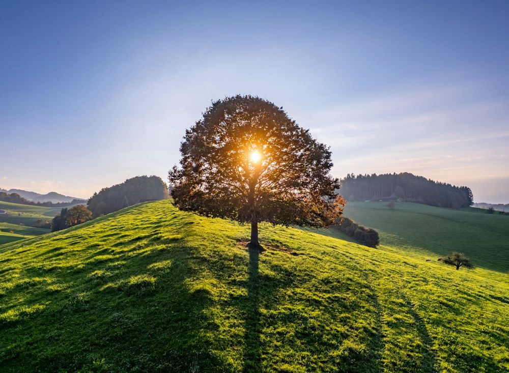 Emmental