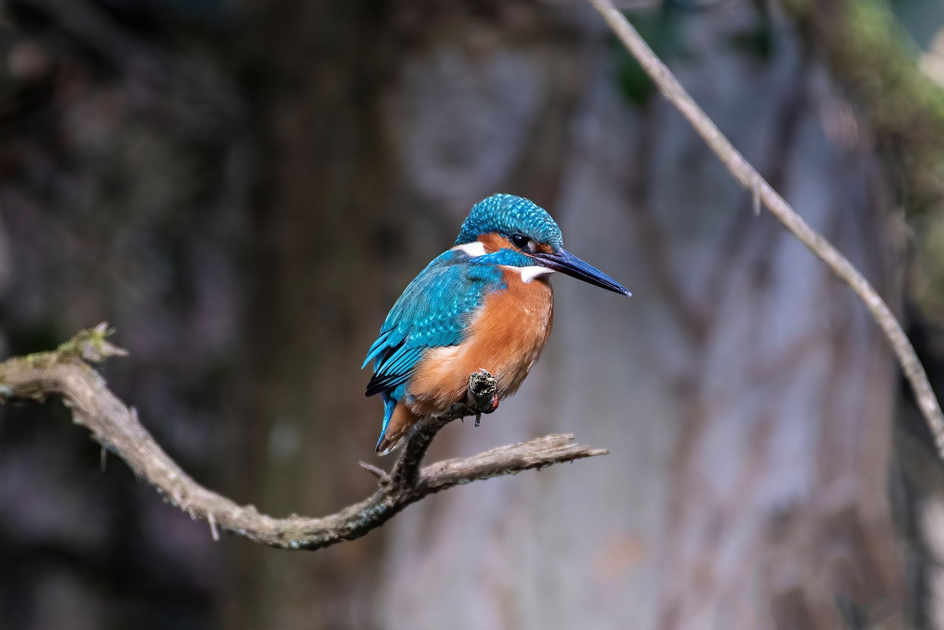 Eisvogel Oberaargau