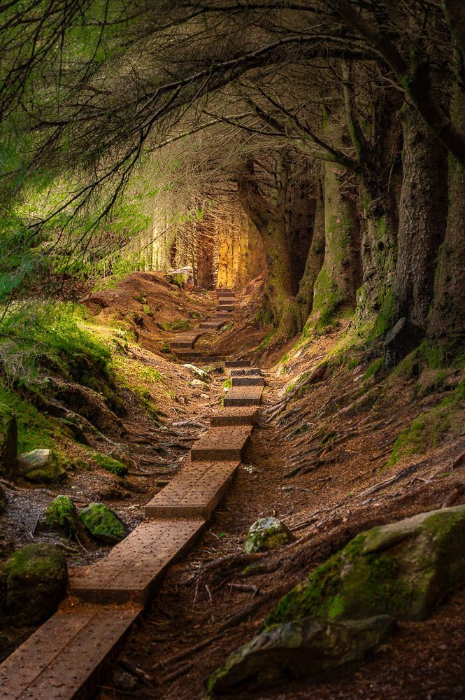 Märchenwald Irland