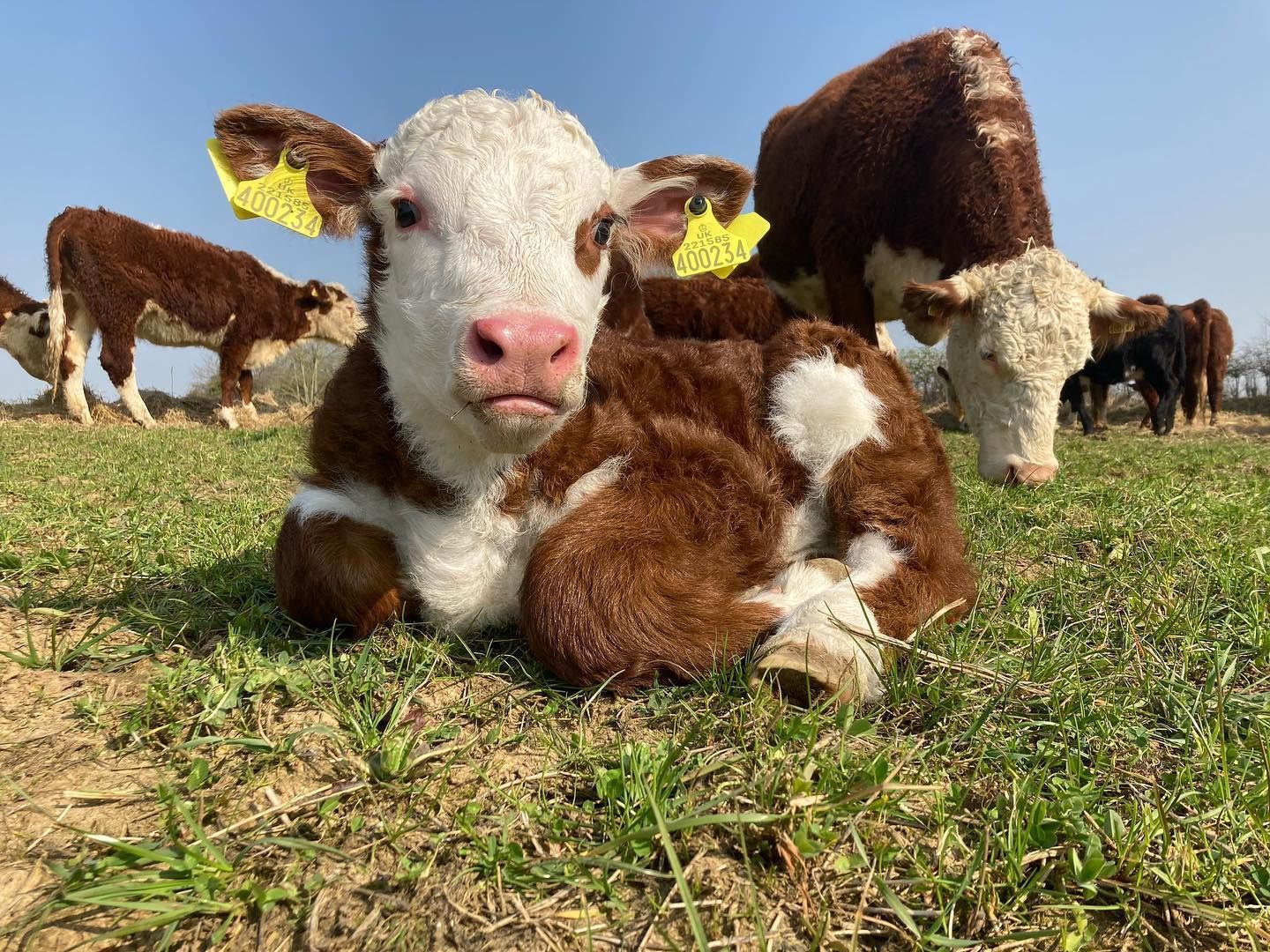 herd