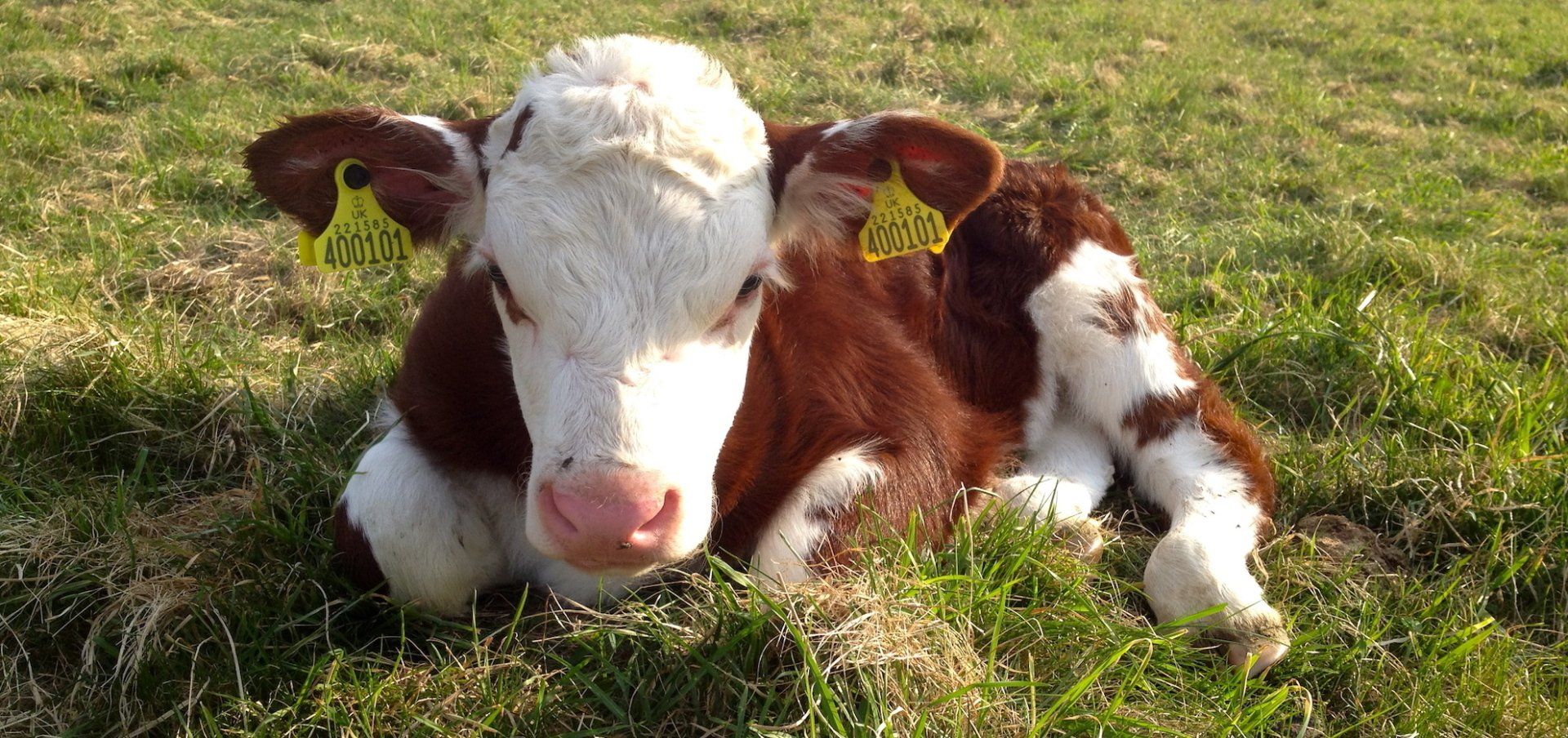 calf