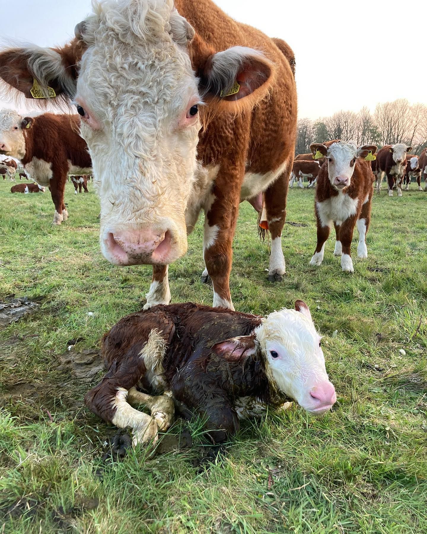 Cattle 10