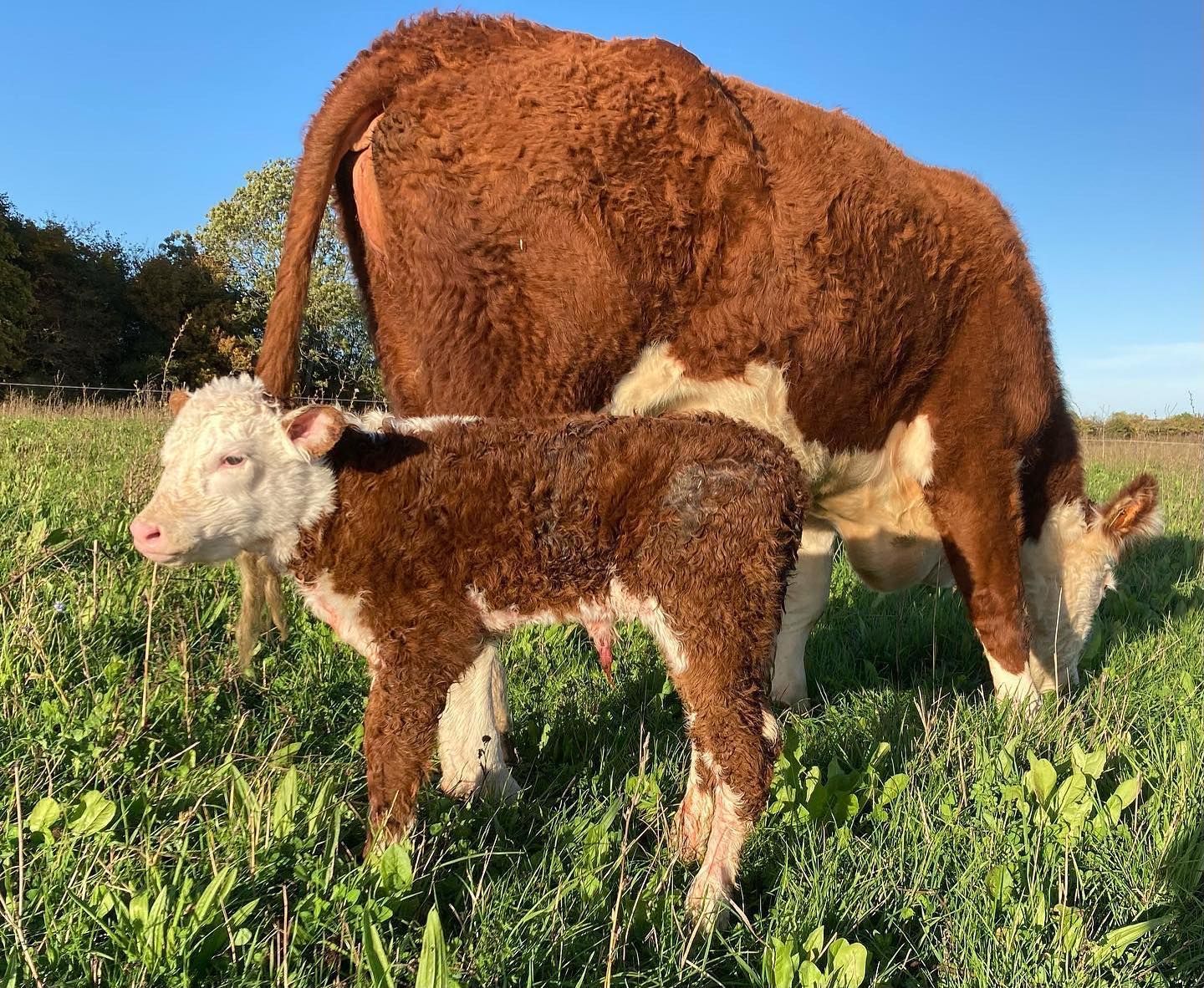 Cattle 5