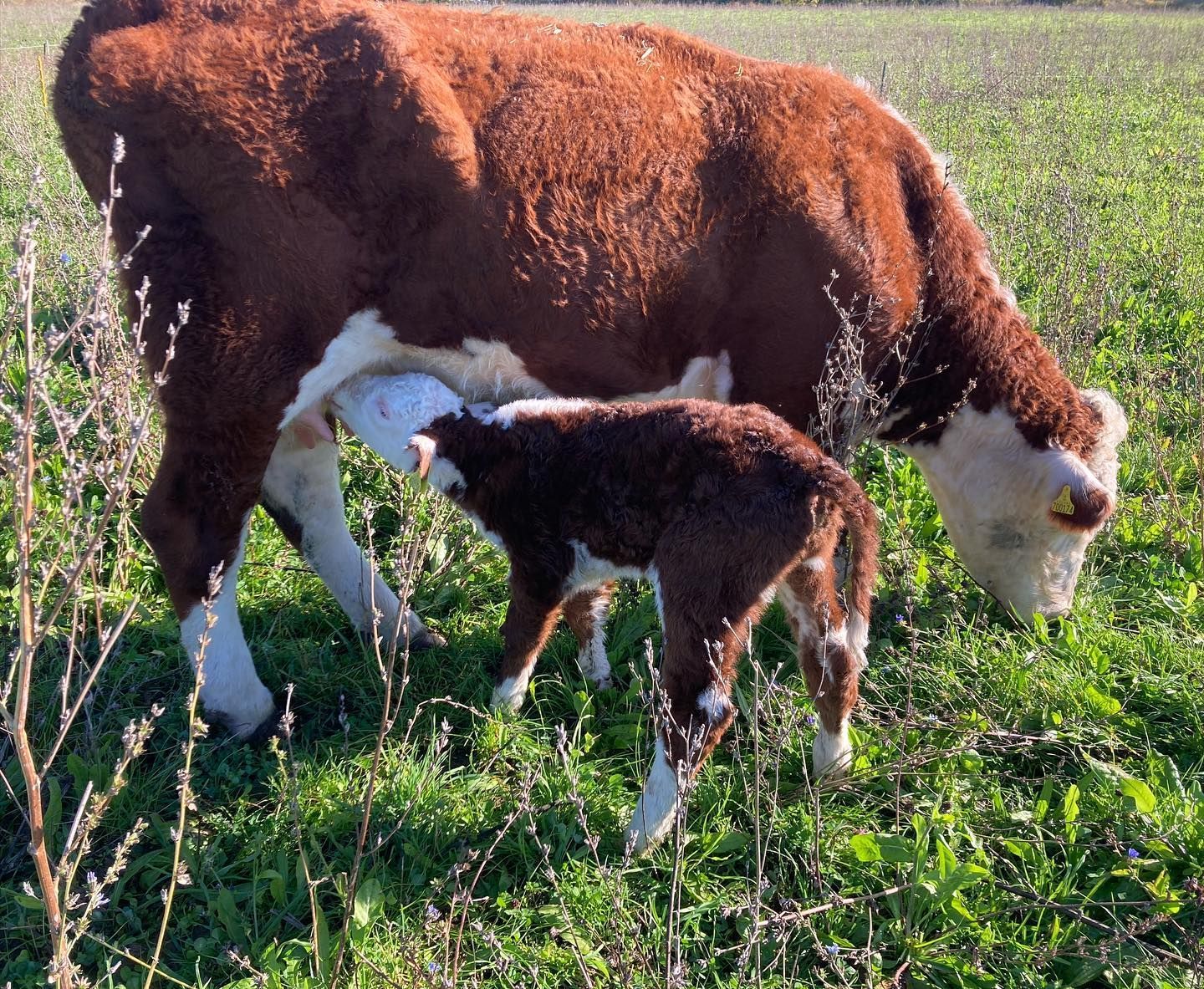 Cattle 6