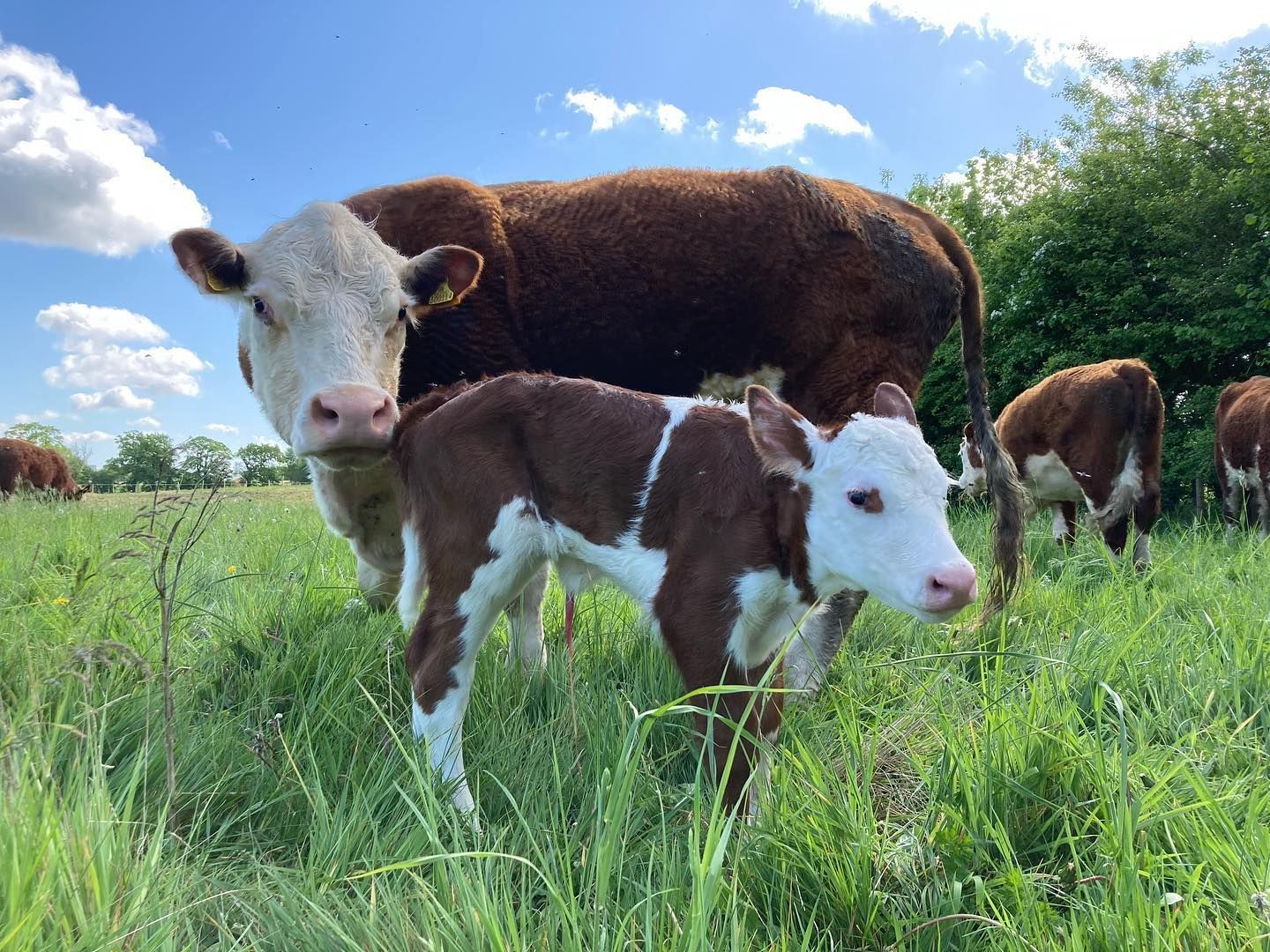 Cattle 8