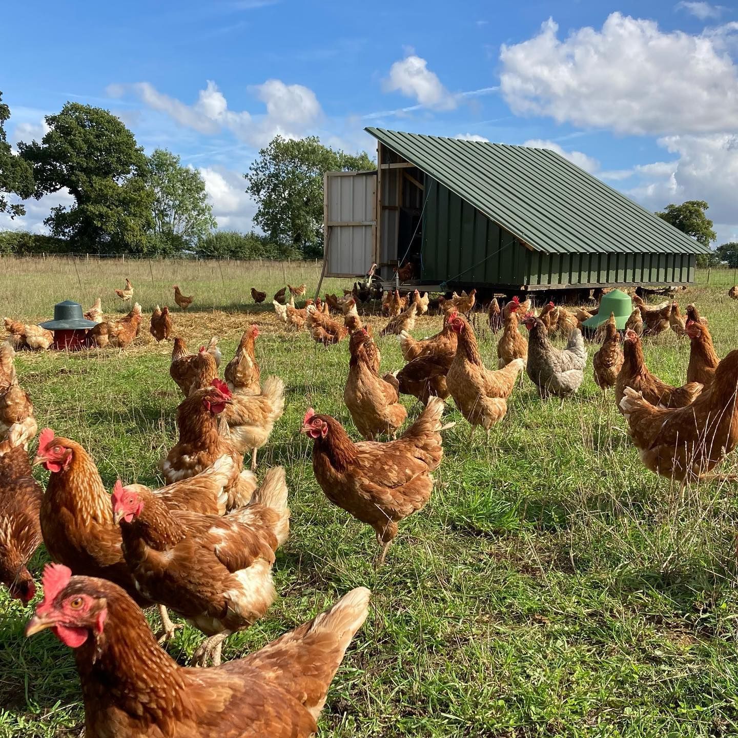 Chickens 1