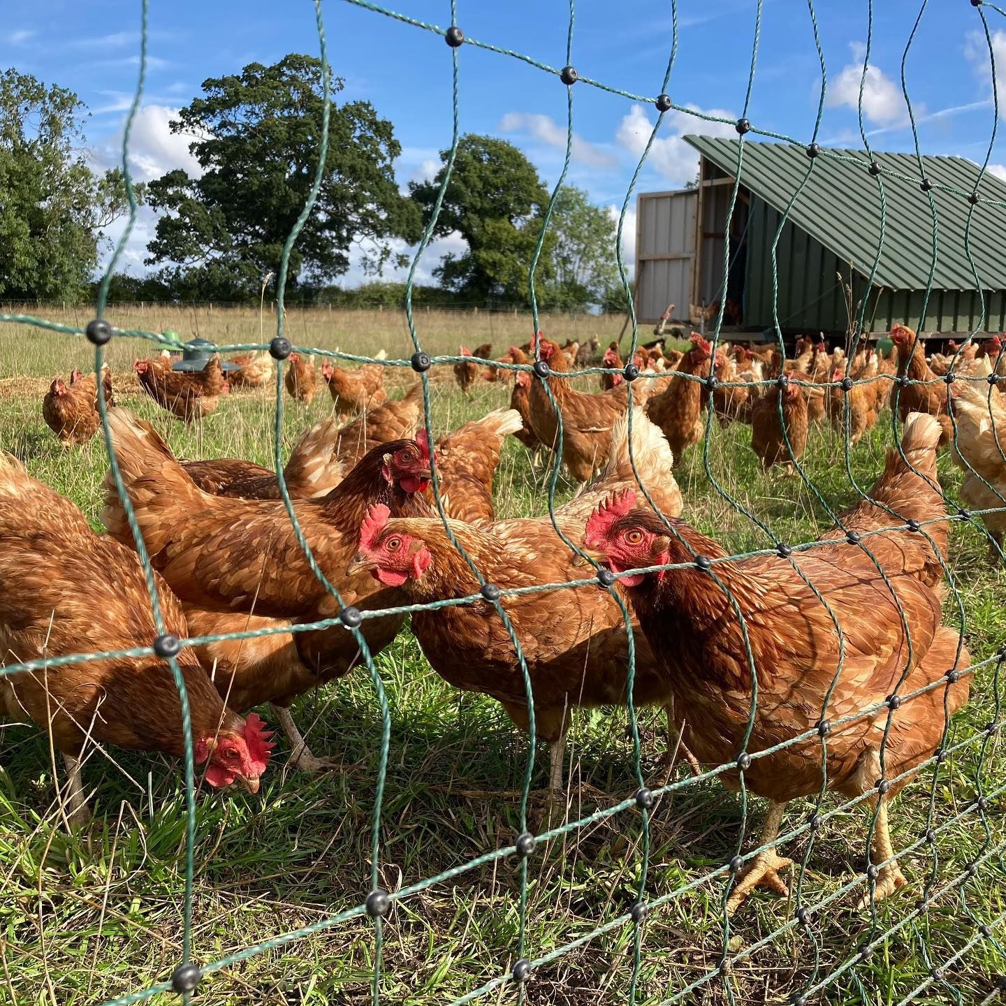 Chickens 3