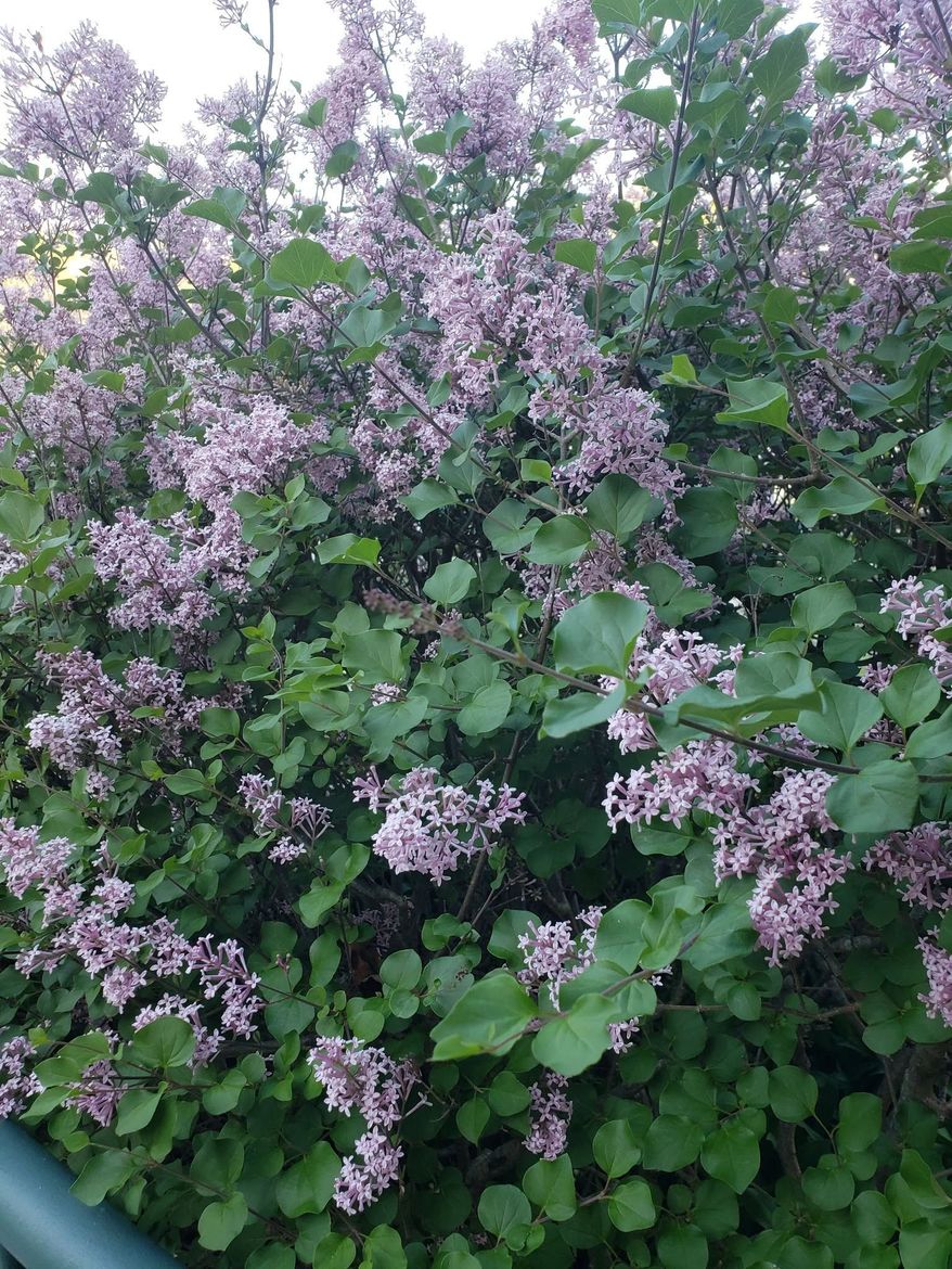 Dense lilac bush with clusters of pale purple flowers and green leaves outdoors