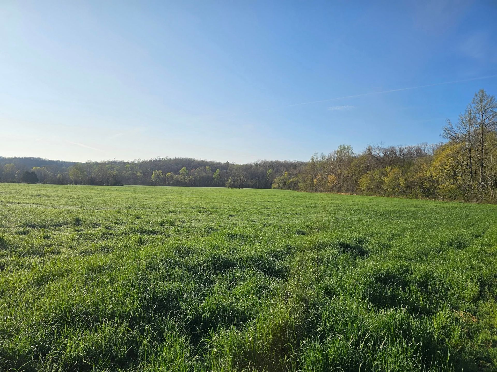 Green field under a clear blue sky with distant trees and hills.
