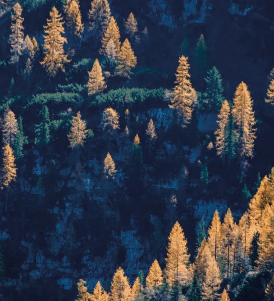 Foresta
