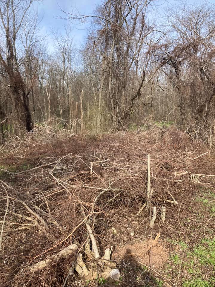 overgrown and dryed trees