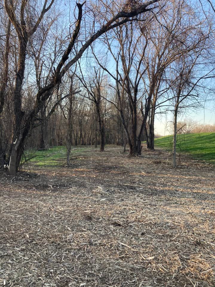 A wooded area with bare trees, a layer of wood chips on the ground, and a patch of green grass in the distance.