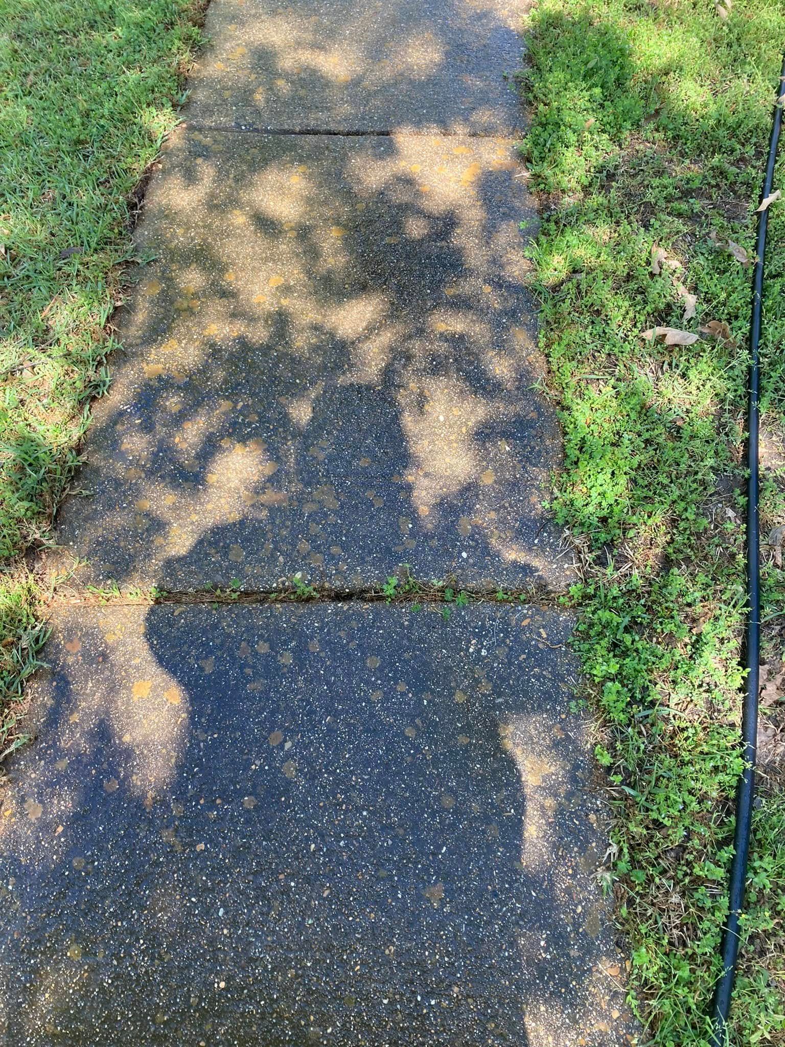 A concrete walkway outdoors is covered in dark, wet patches and dappled shadows from tree branches overhead.