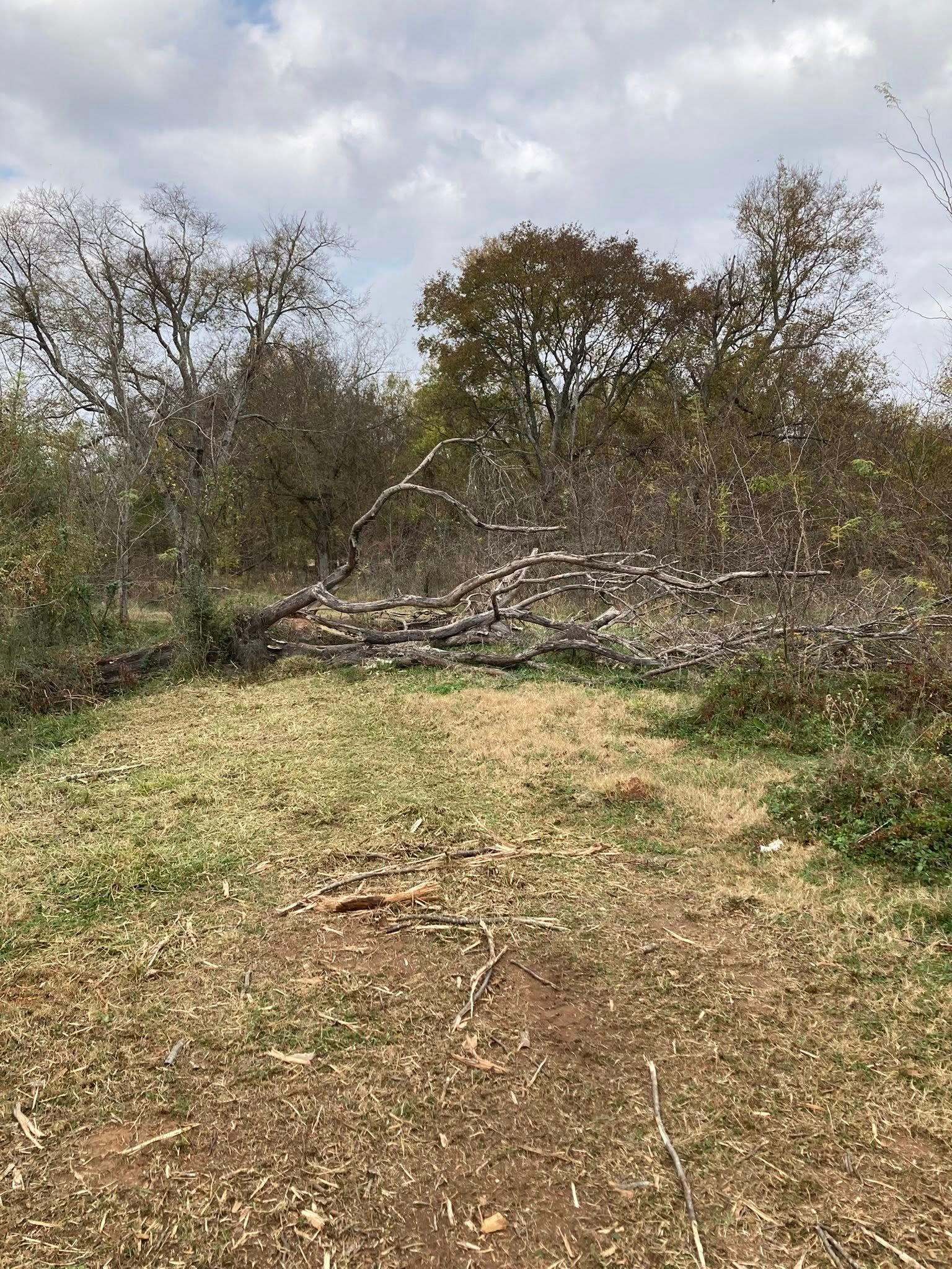 overgrown trees and fallen trees