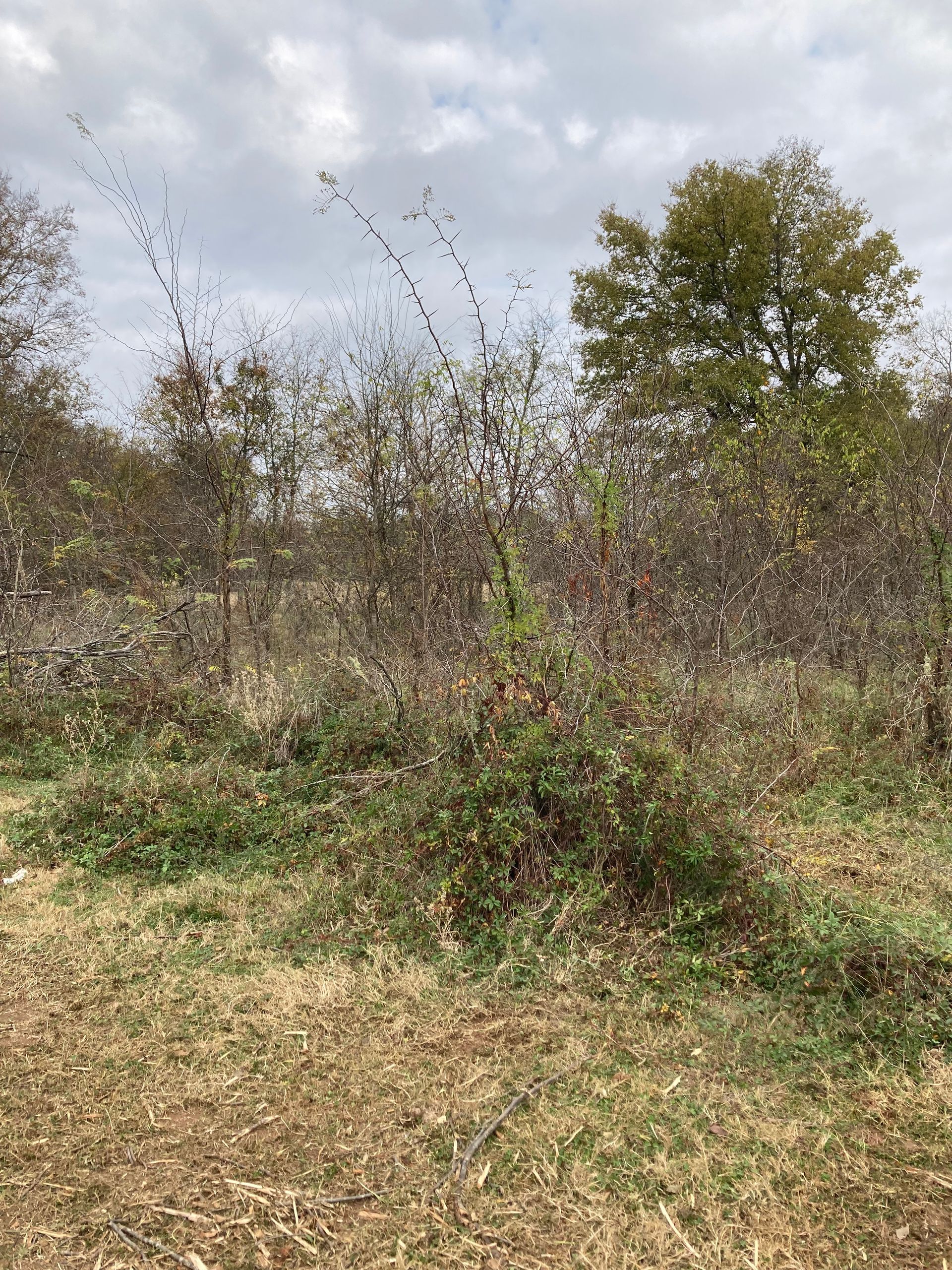 A landscape view of a brushy, overgrown field with brown grasses, shrubs, and trees under a cloudy sky.