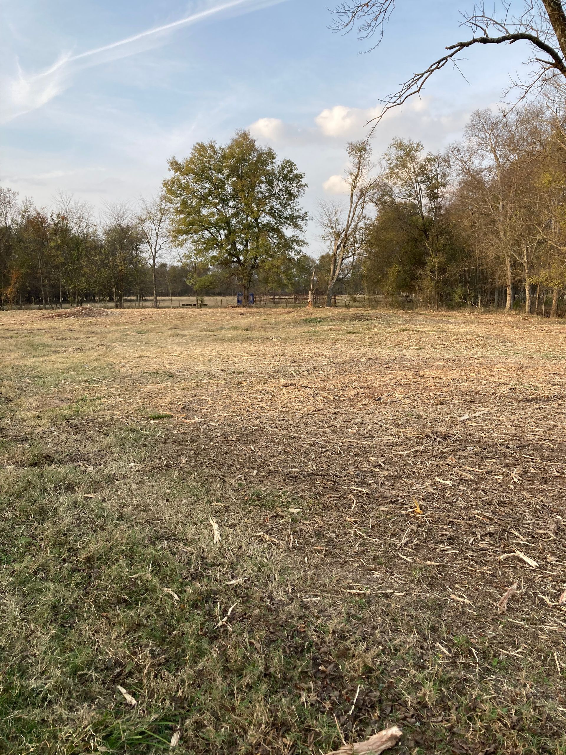 A wide, sunny field with sparse, dry brown grass and fallen leaves, bordered by a line of trees against a blue sky.