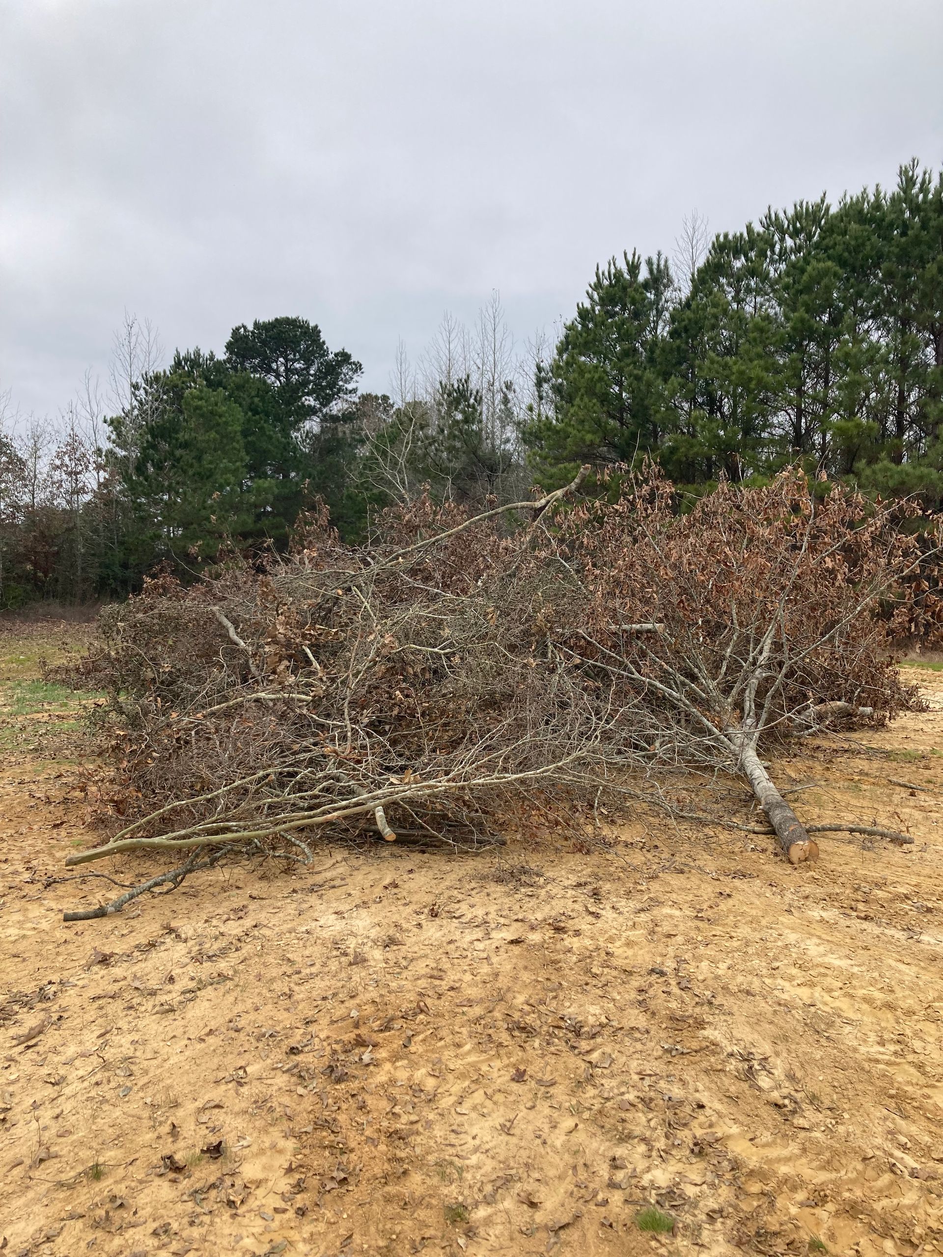fallen trees
