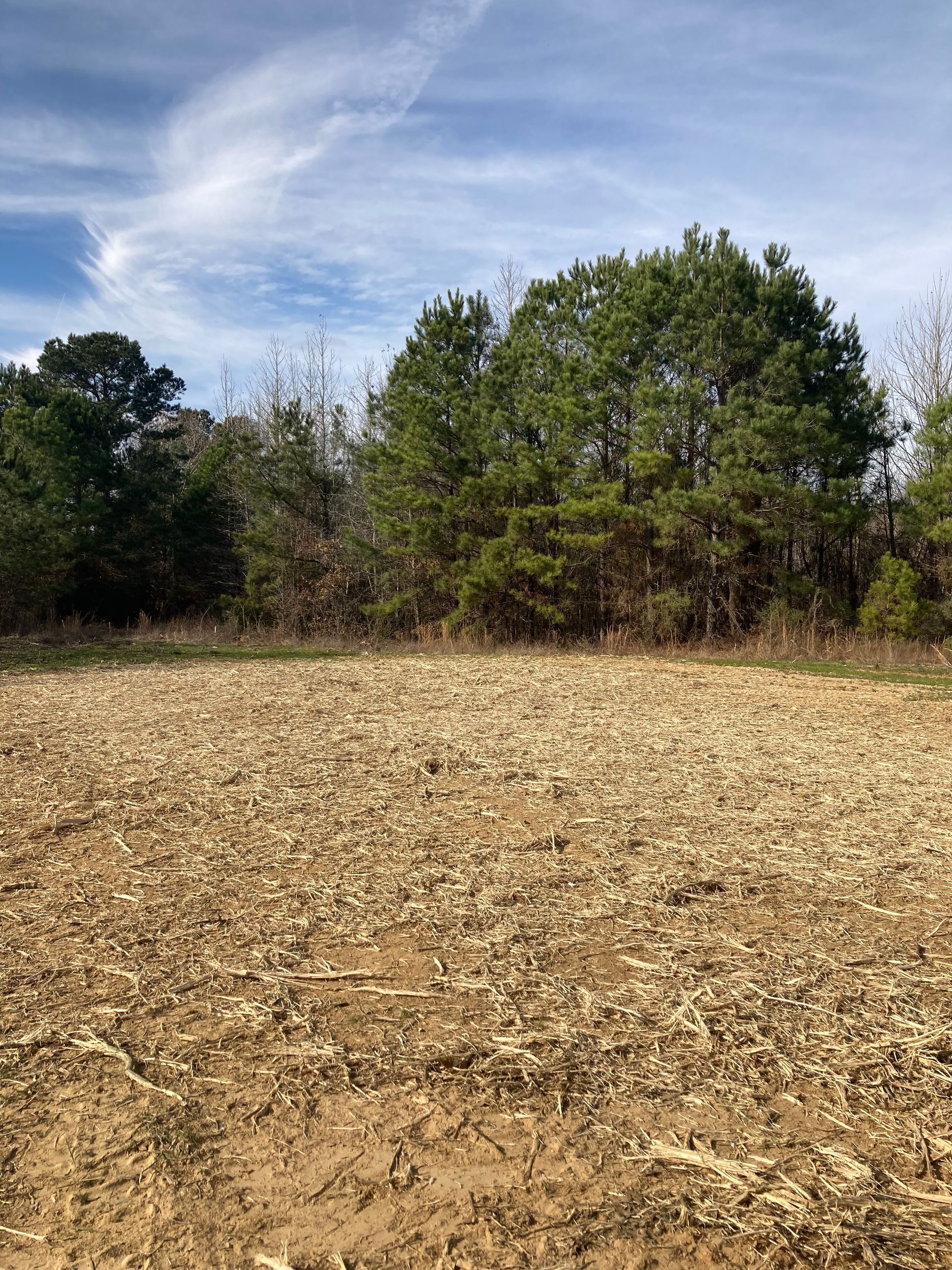 A cleared, dry field covered in mulch and debris in front of a dense line of pine trees under a blue sky.
