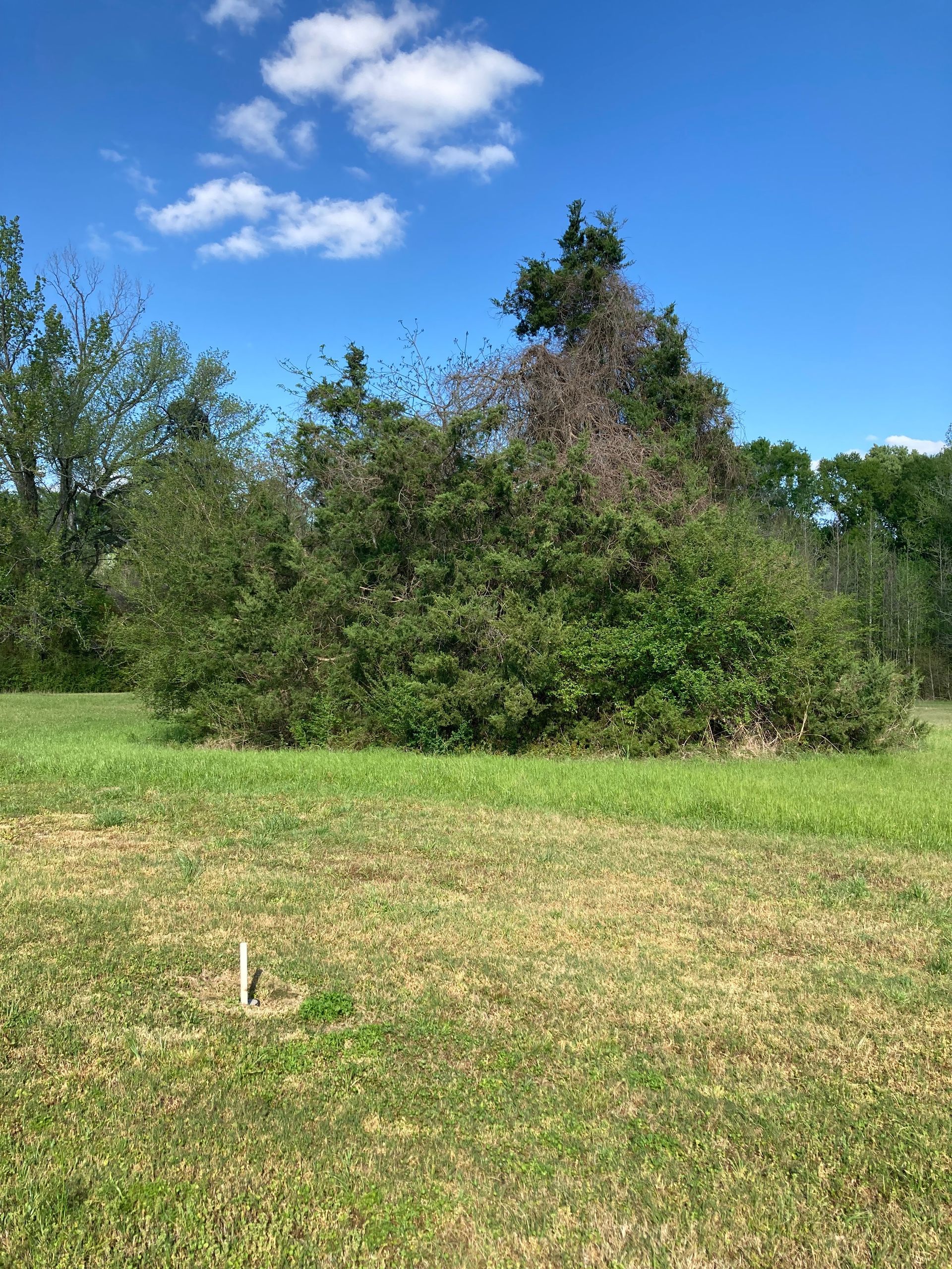 A large, leafy green bush stands in a sunny, grassy field under a bright blue sky with a few white clouds.