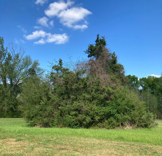A dense cluster of green shrubs and trees with a vine-covered top, set against a bright blue sky with wispy clouds.