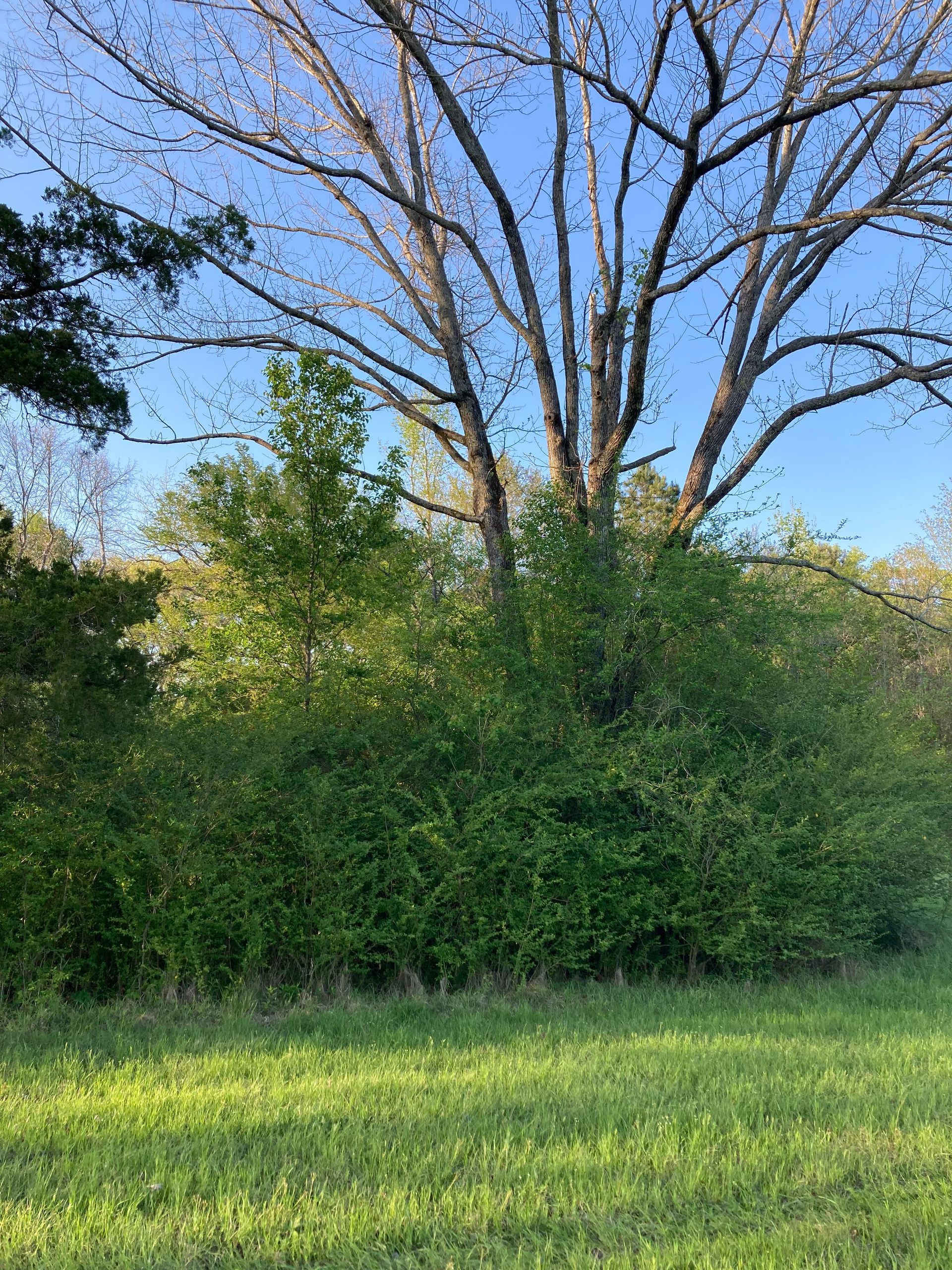 A leafless tree towers above dense green bushes and trees, set against a clear blue sky above a grassy field.